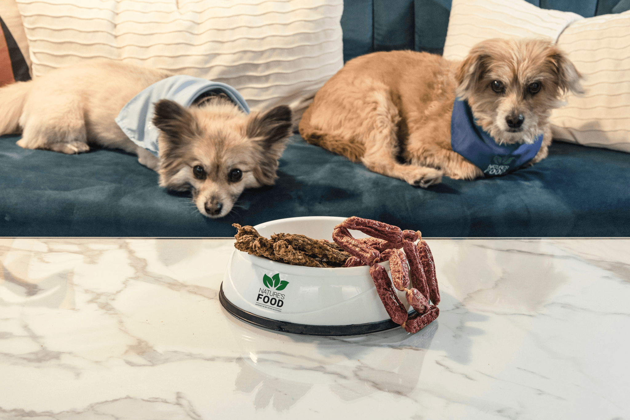 Food bowl untouched beside a disinterested pet