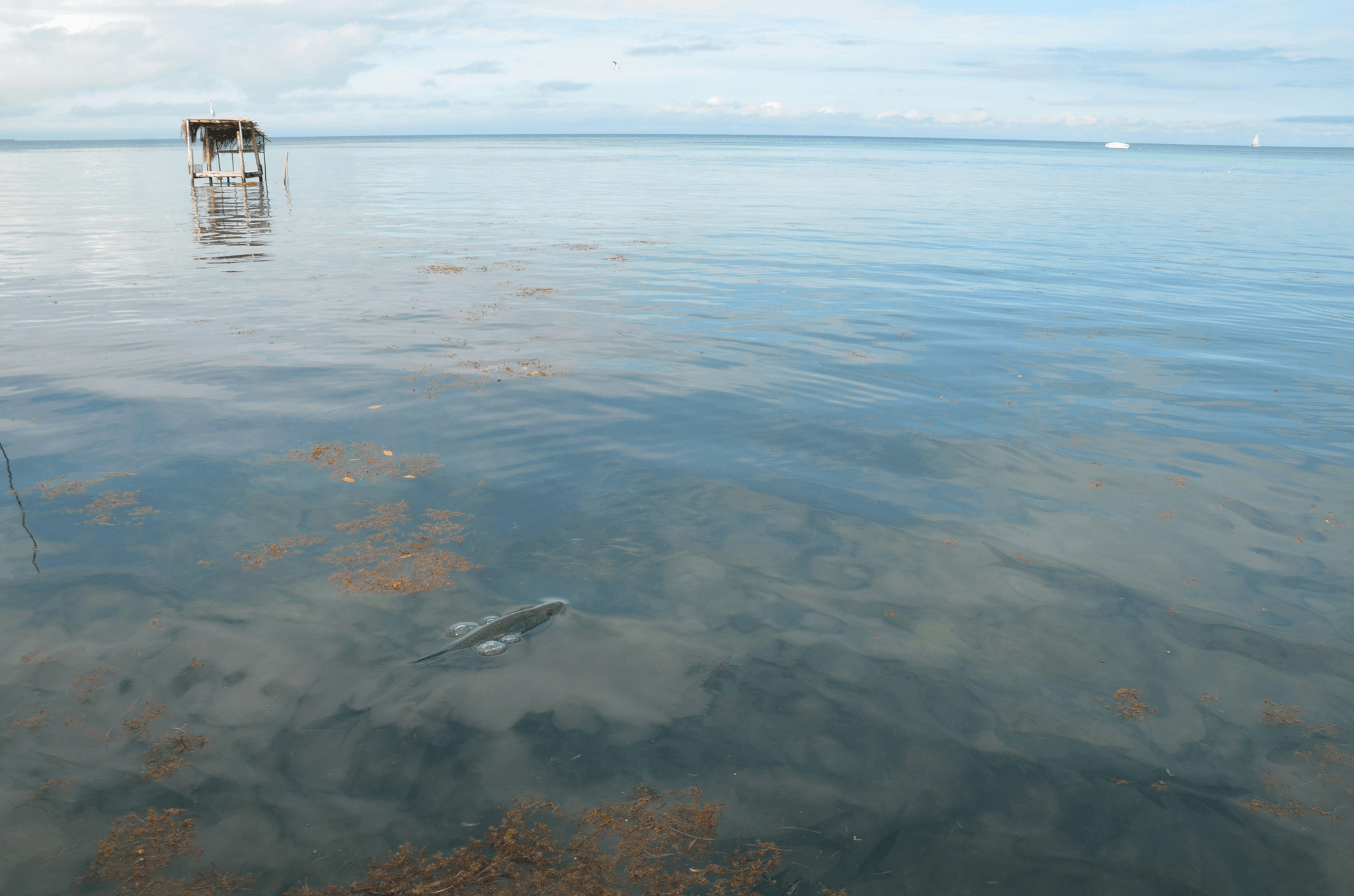 Best Offshore Fishing Boats - Weisidun Yacht offers top-of-the-line center console boats for your offshore fishing adventures.