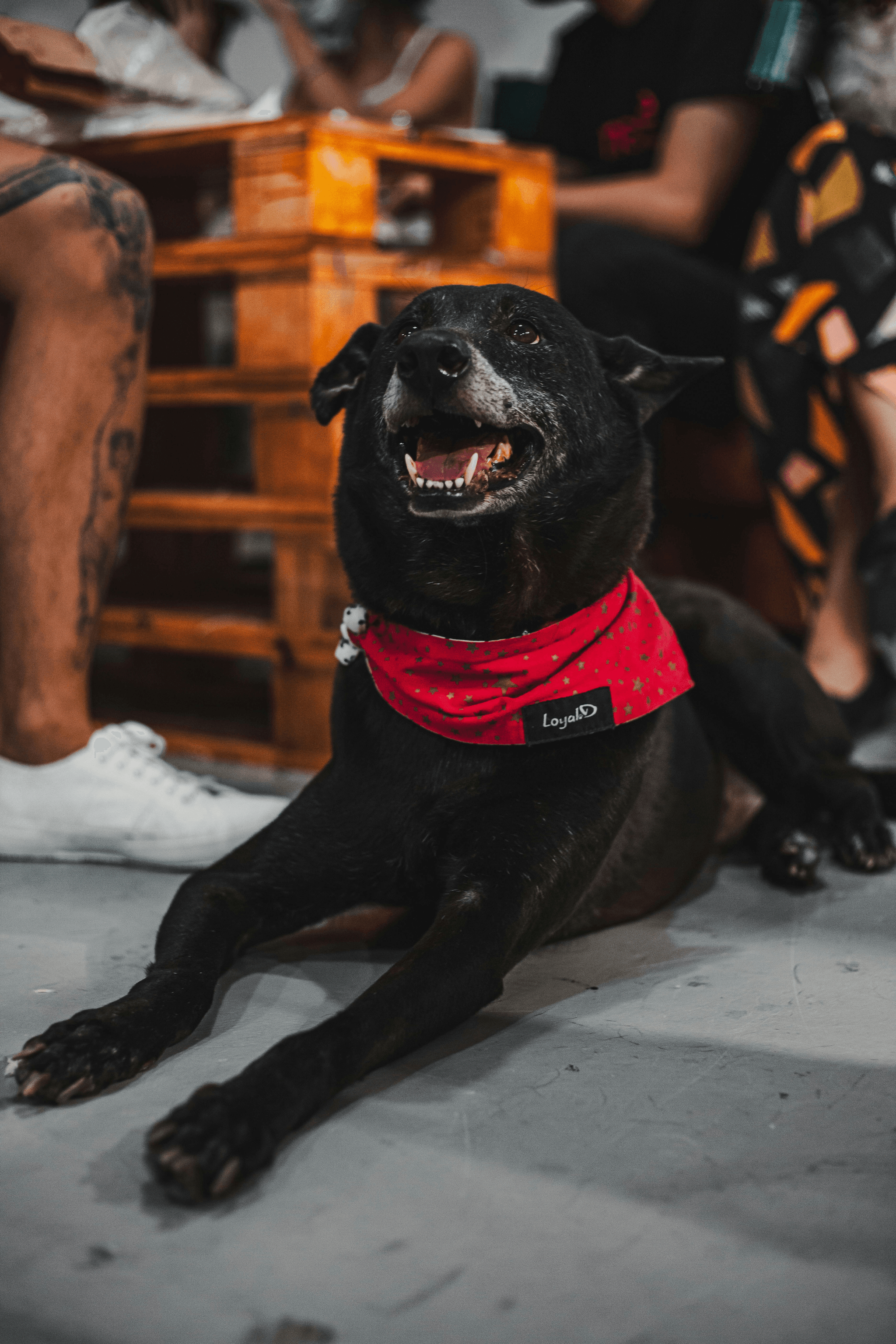 Long-lasting protection with Scalibor Protector Band - best flea and tick collar for dogs