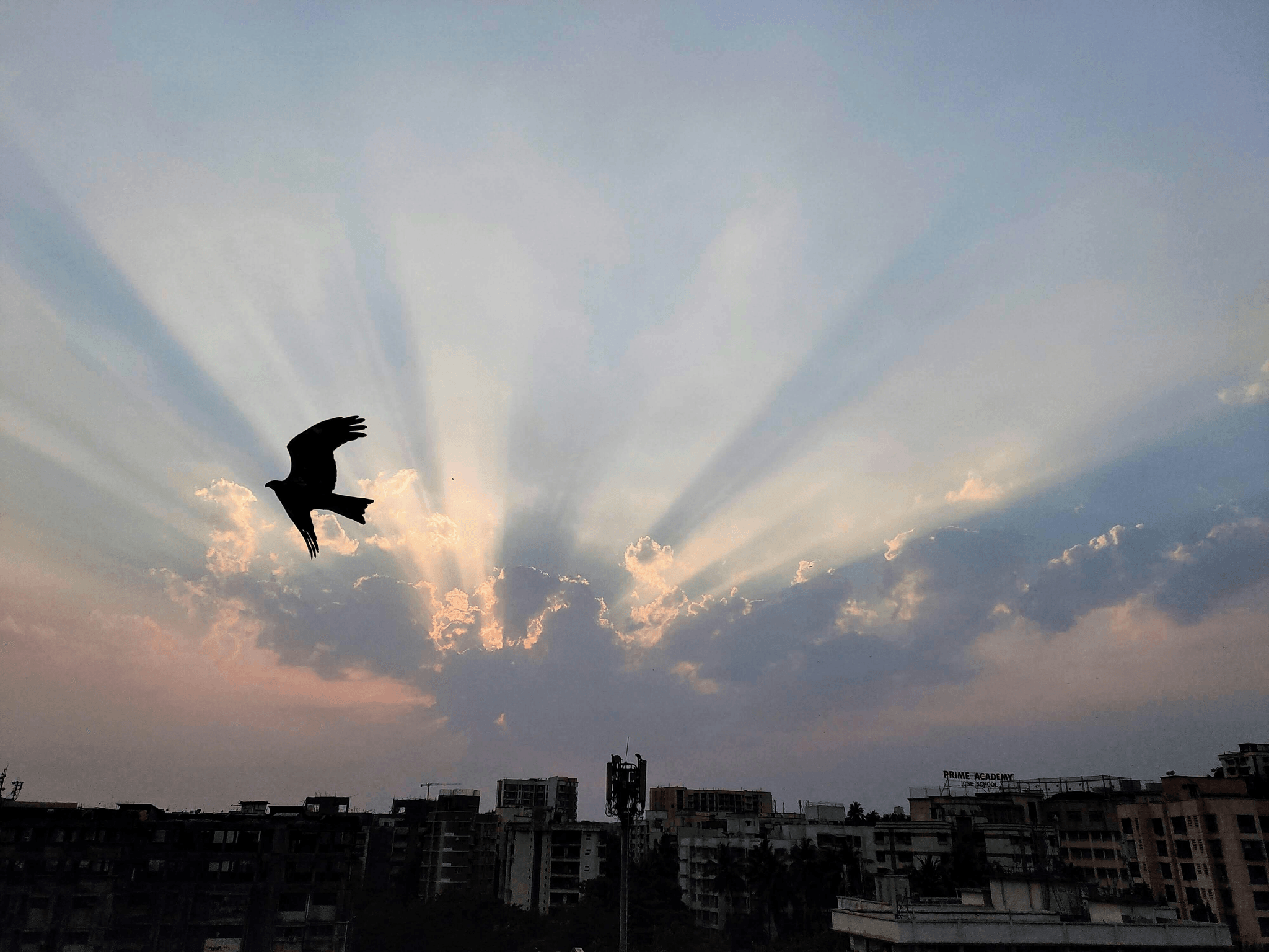 vulture bird soaring over Himalayan peaks