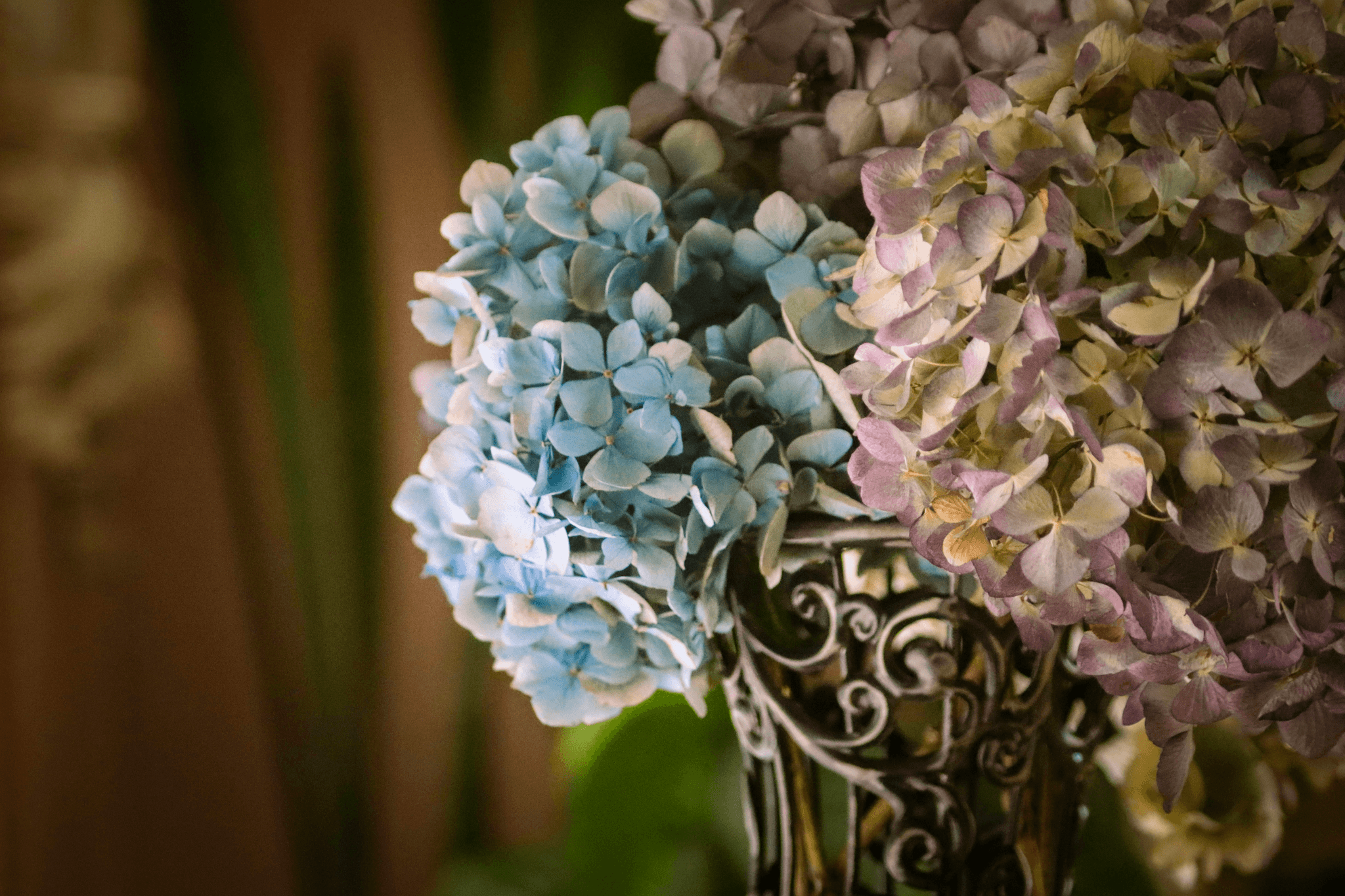How to Dry Hydrangeas - Stunning Dried Hydrangea Arrangement