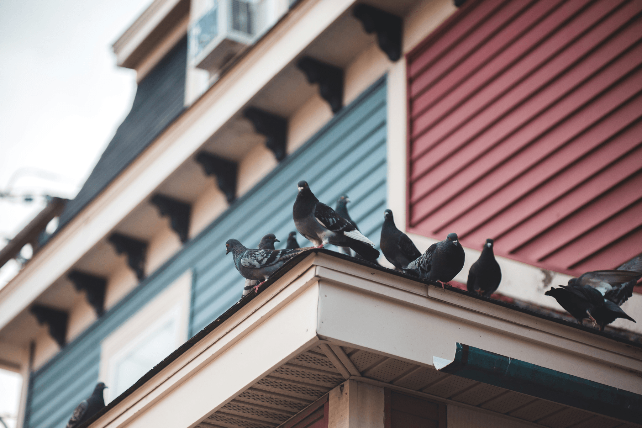 We offer the best solutions for installing a bird repellent!  Our specialized services Pigeon repellent installation company in Dammam and Eastern Province