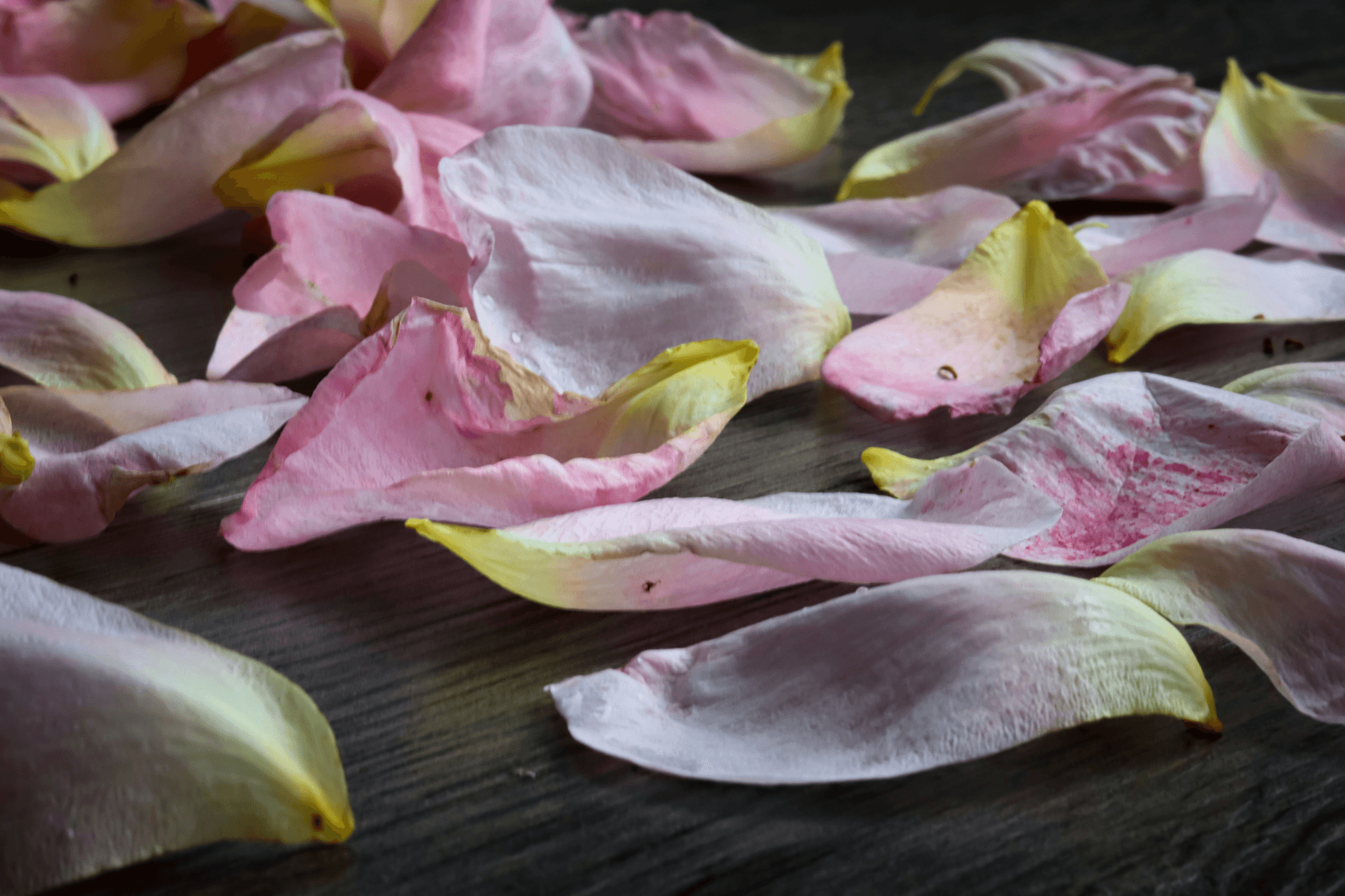 Beautiful display of freeze dried rose petals showcasing their vibrant colors.