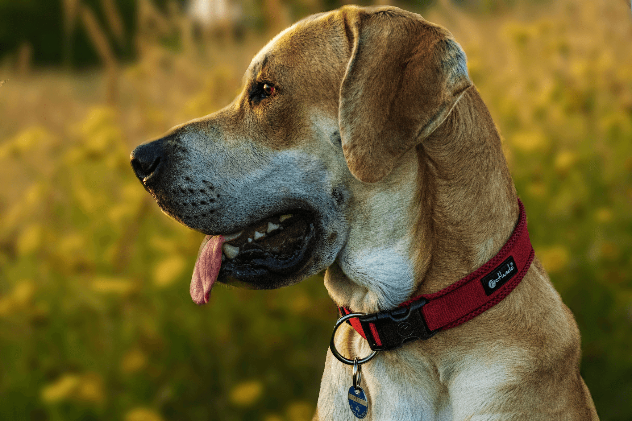 Best Bark Collar For Big Dogs - Happy Big Dog Wearing Comfortable Adjustable Bark Collar Outdoors