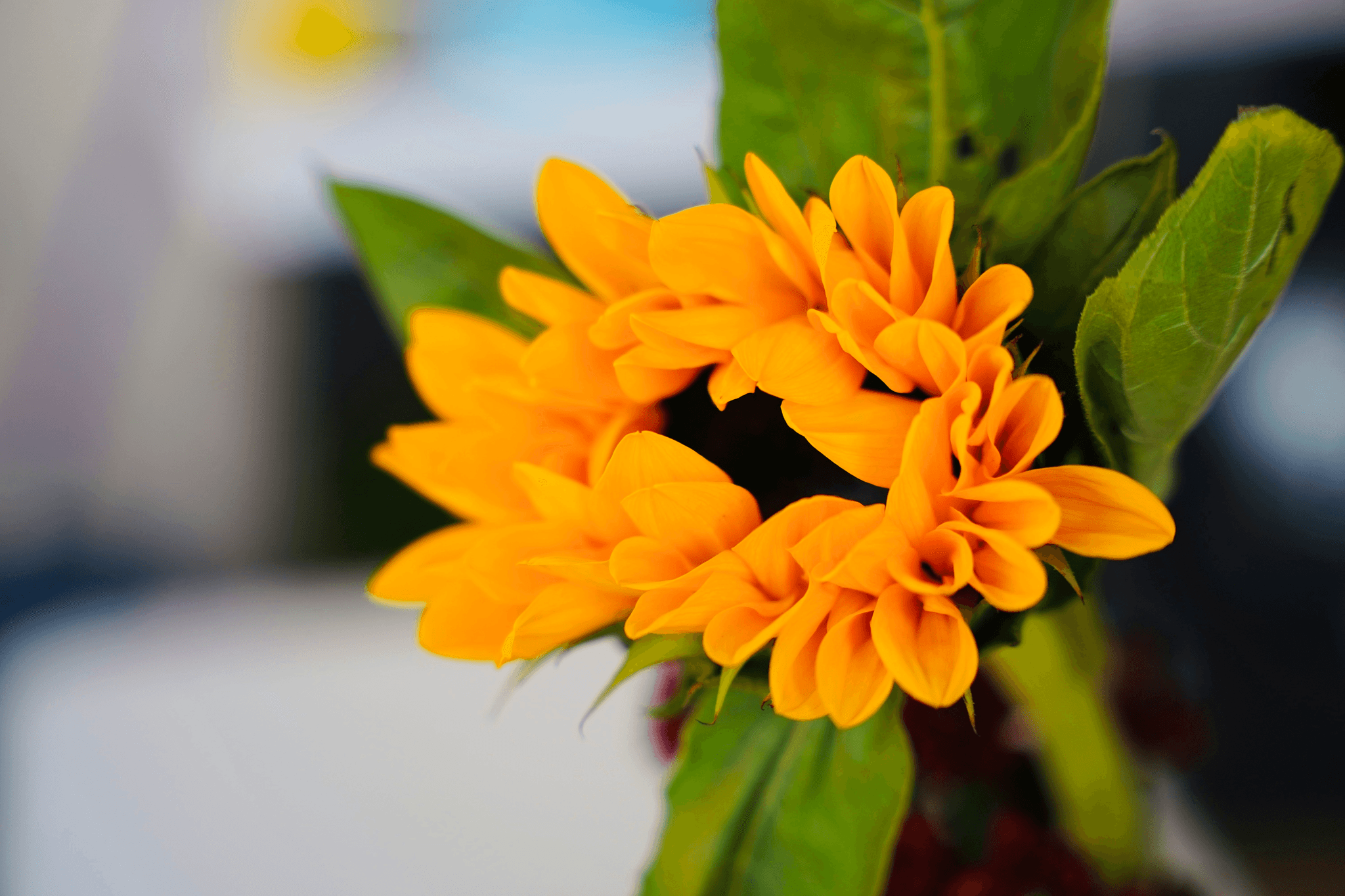 Stunning flowers that mean love showcased beautifully in sunflower arrangement.