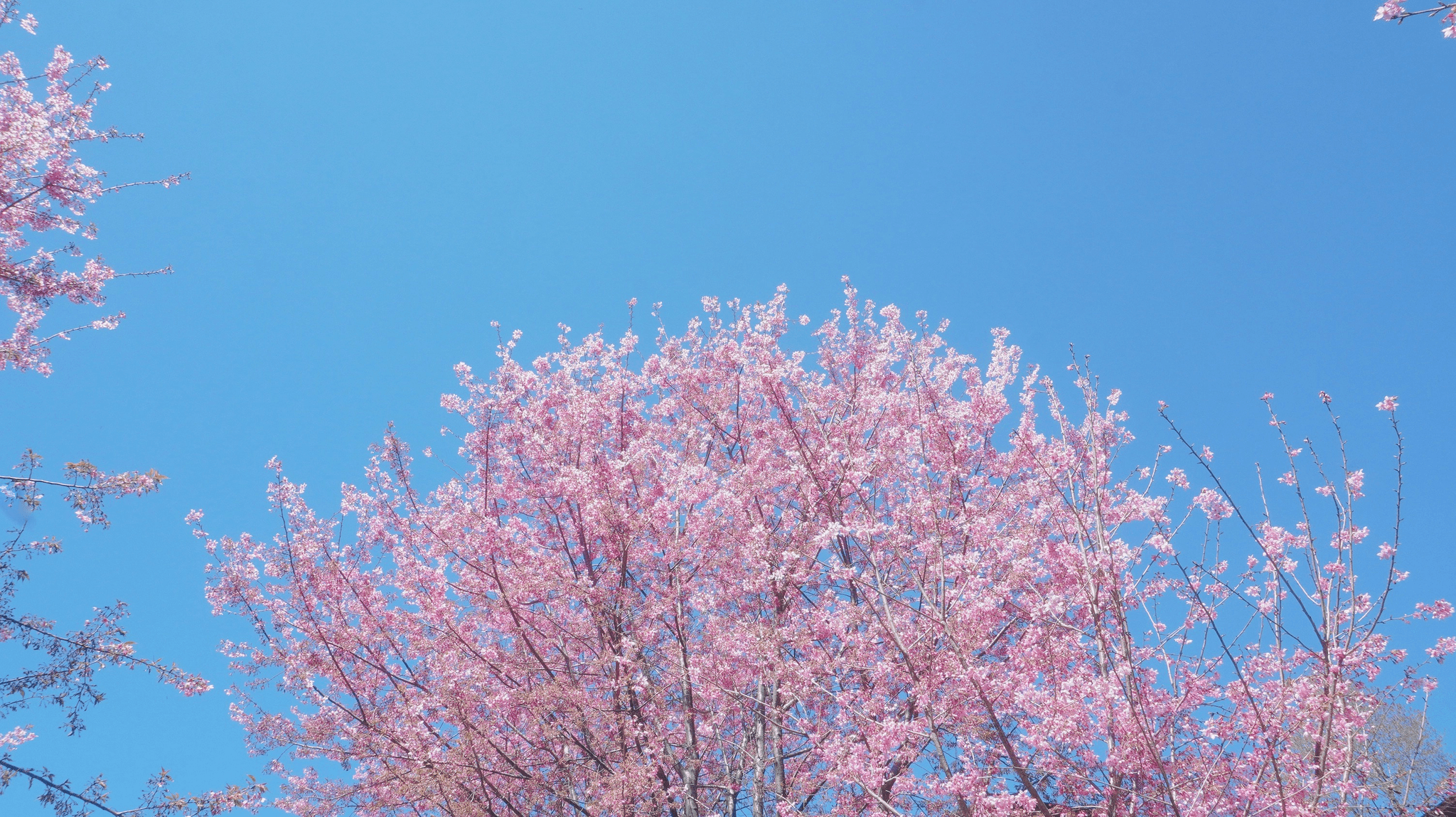 Beautiful cherry blossoms symbolizing flowers that represent peace.