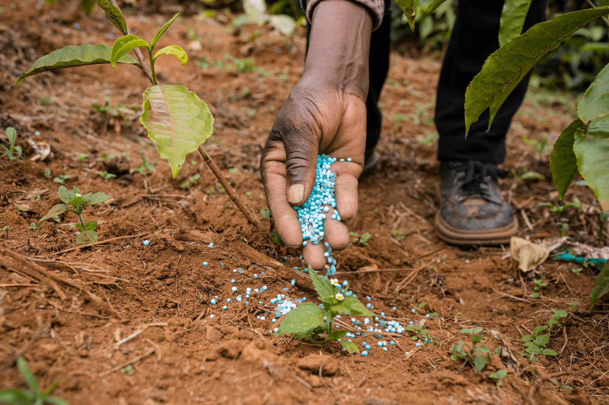 role of quality control in fertilizer ensures compliance with global regulations