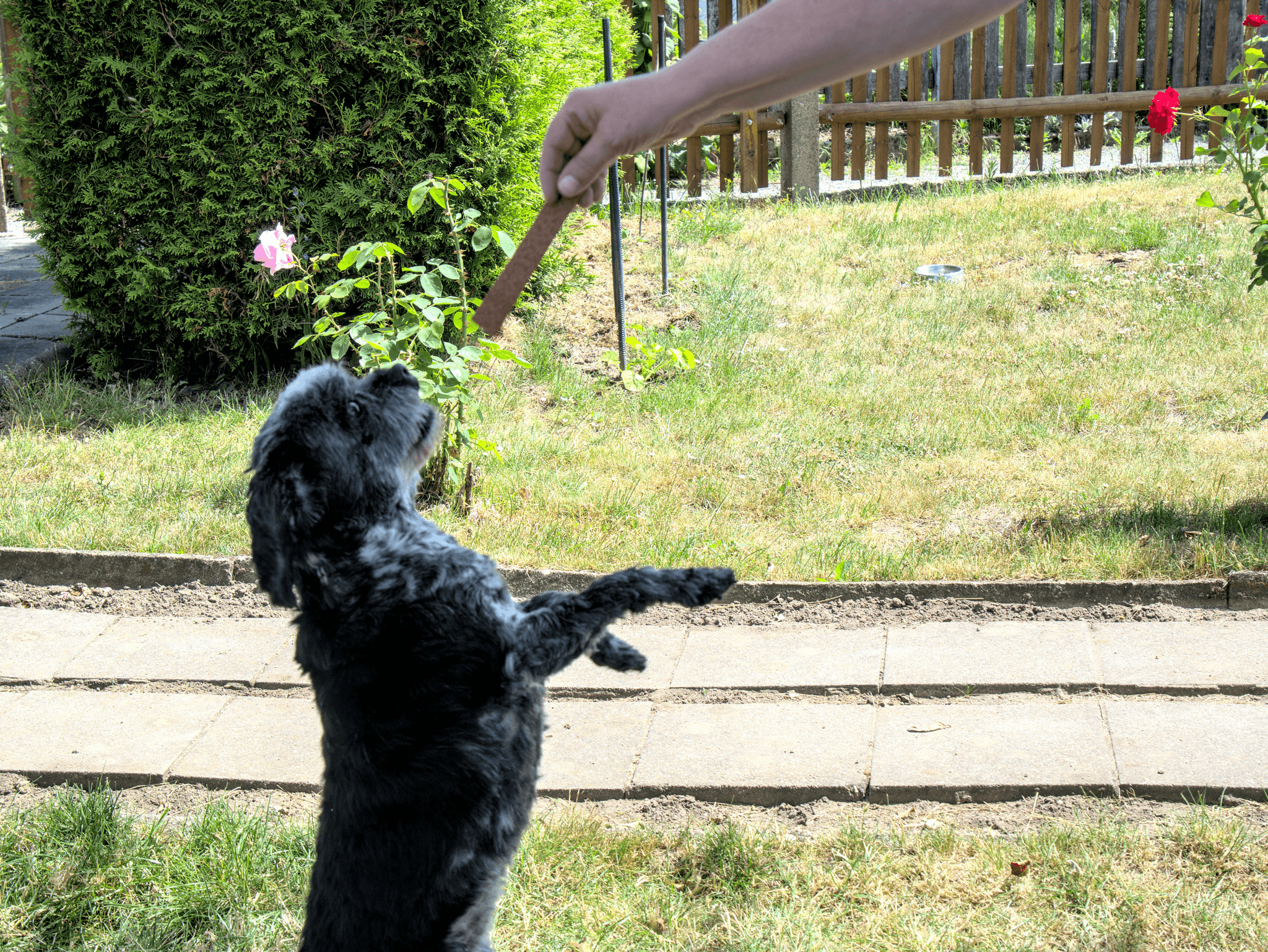 educator ecollar behavioral modification