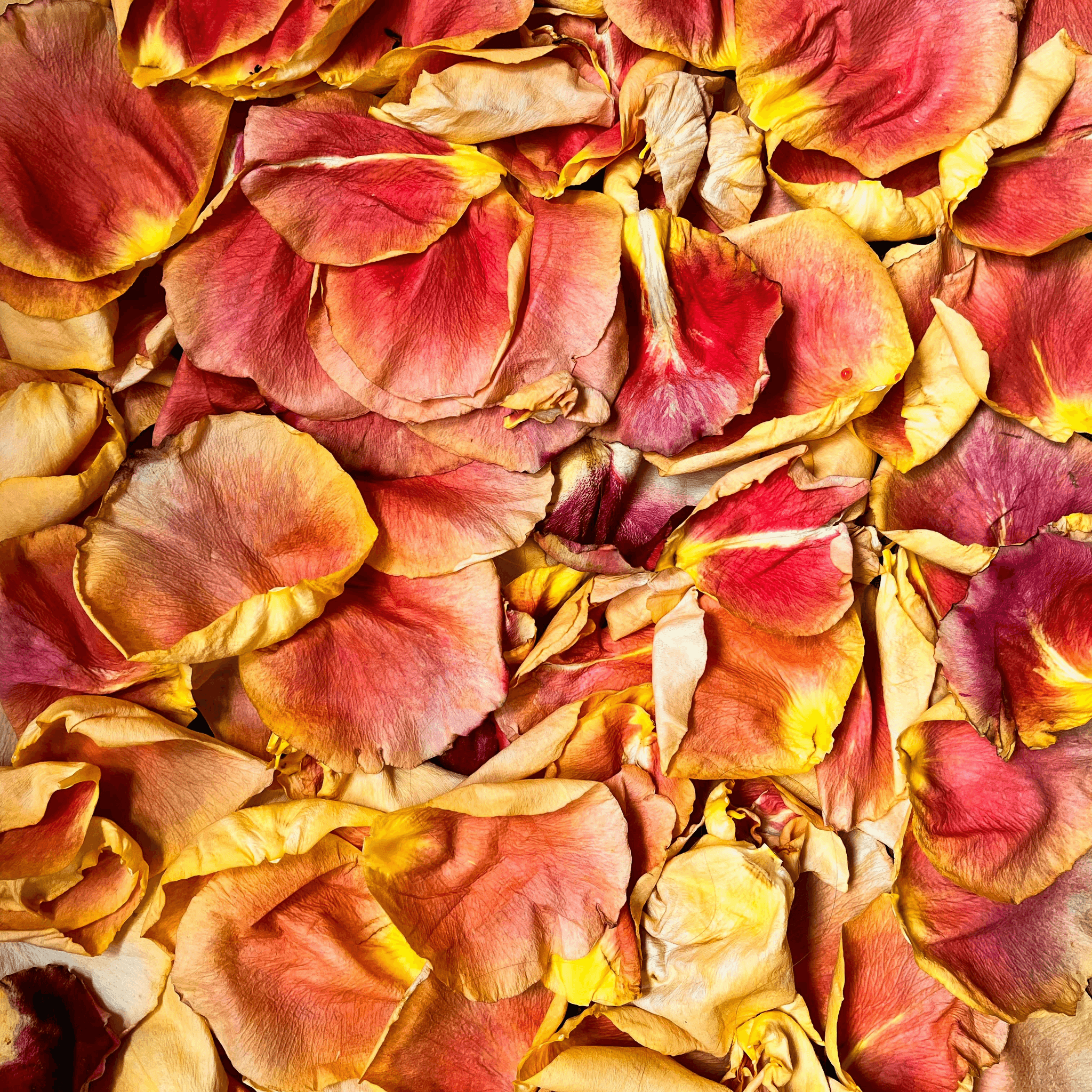 fresh selection of freeze dried petals bulk available online