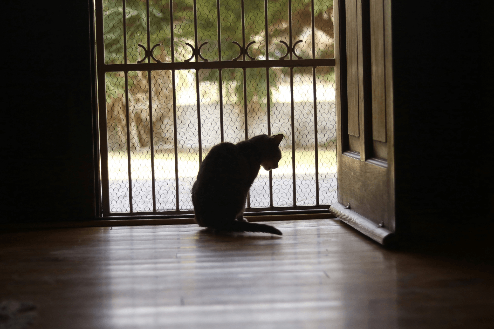 A pet turning away from the camera or sitting alone in a corner