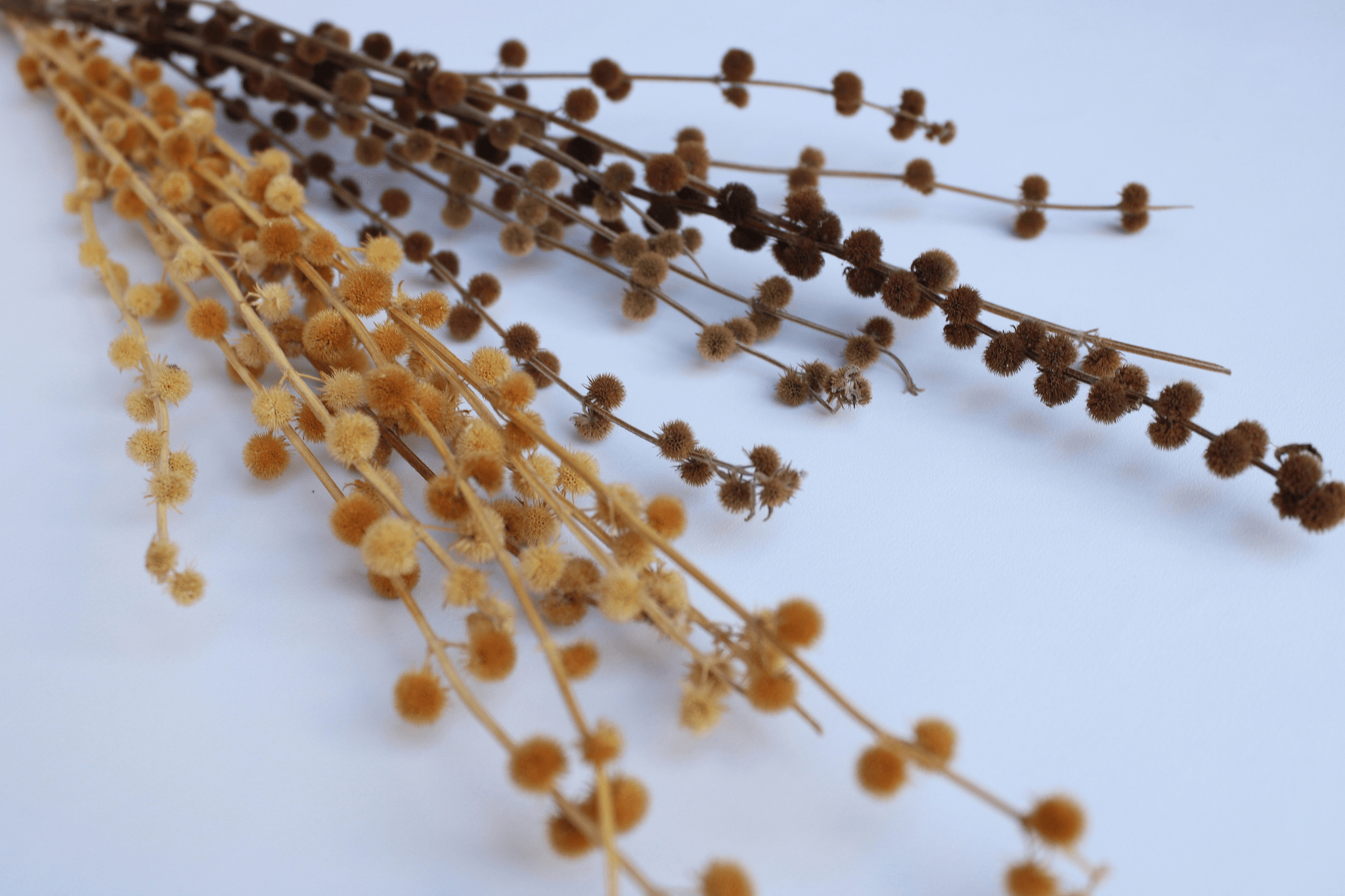 Assortment of vibrant craspedia dried billy balls