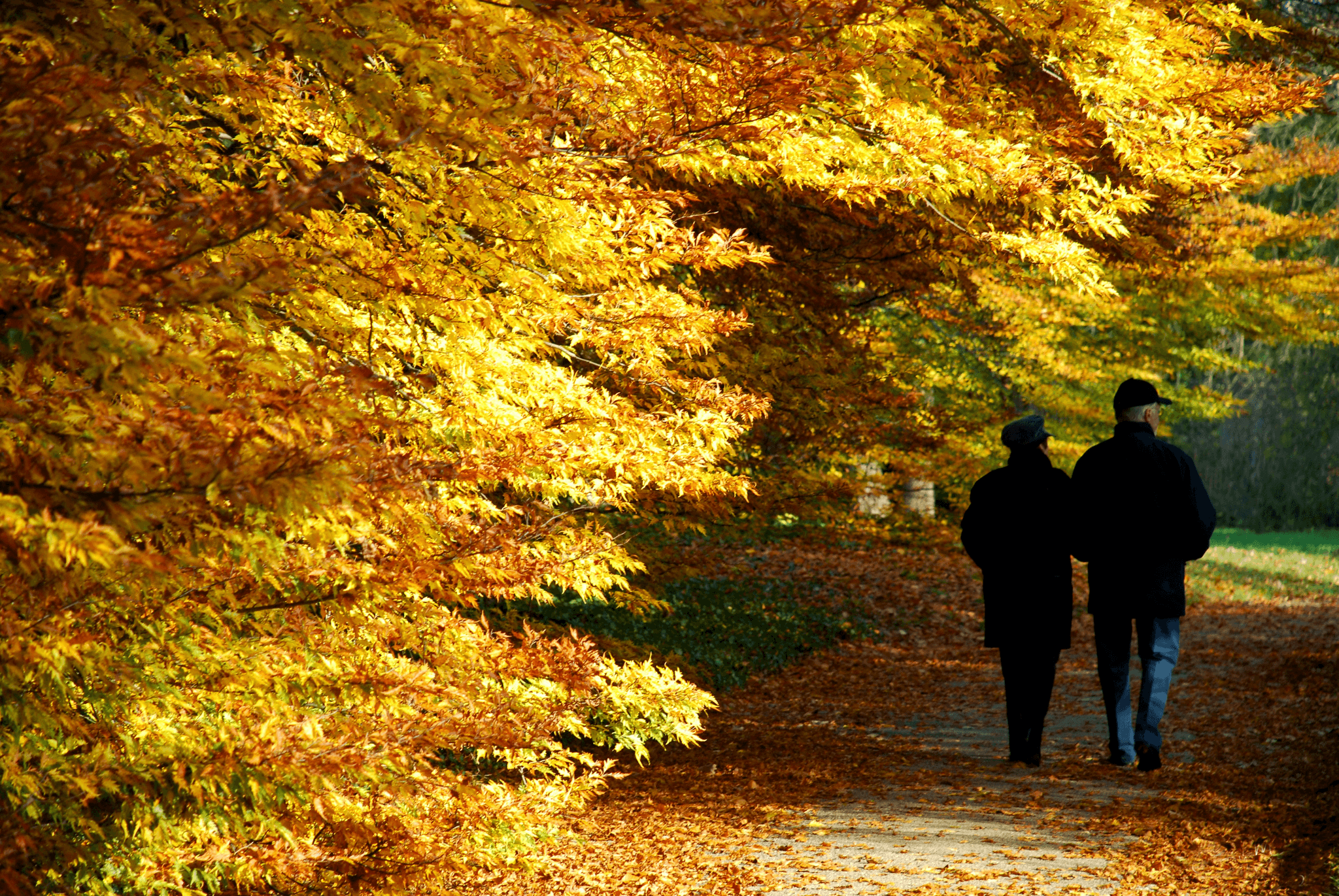 入秋保健懶人包：日夜溫差大，小心身體出小狀況！｜淺顯易懂的行醫筆記｜療寮診所．板橋江子翠｜家醫科診所．健保一般科