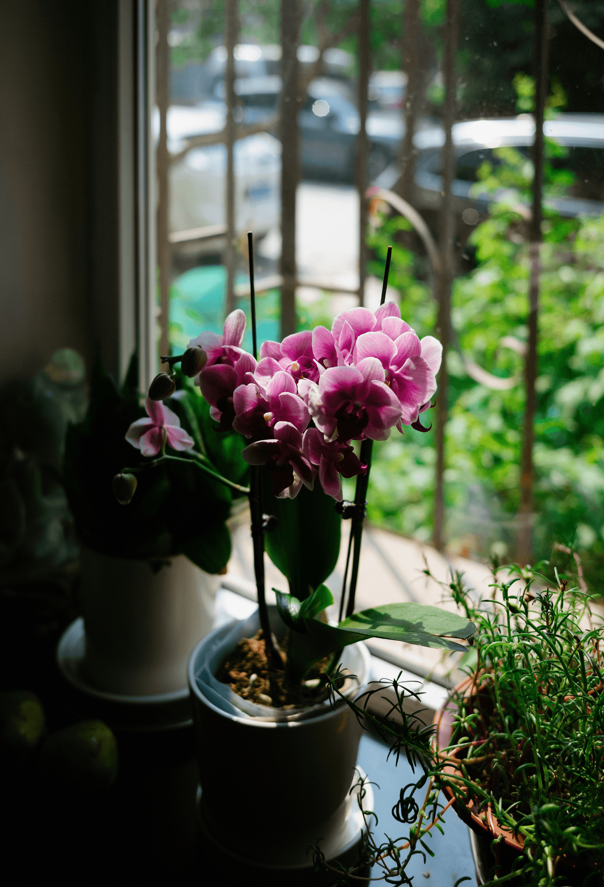 Elegant potted orchid on sunny windowsill - cat safe cut flowers