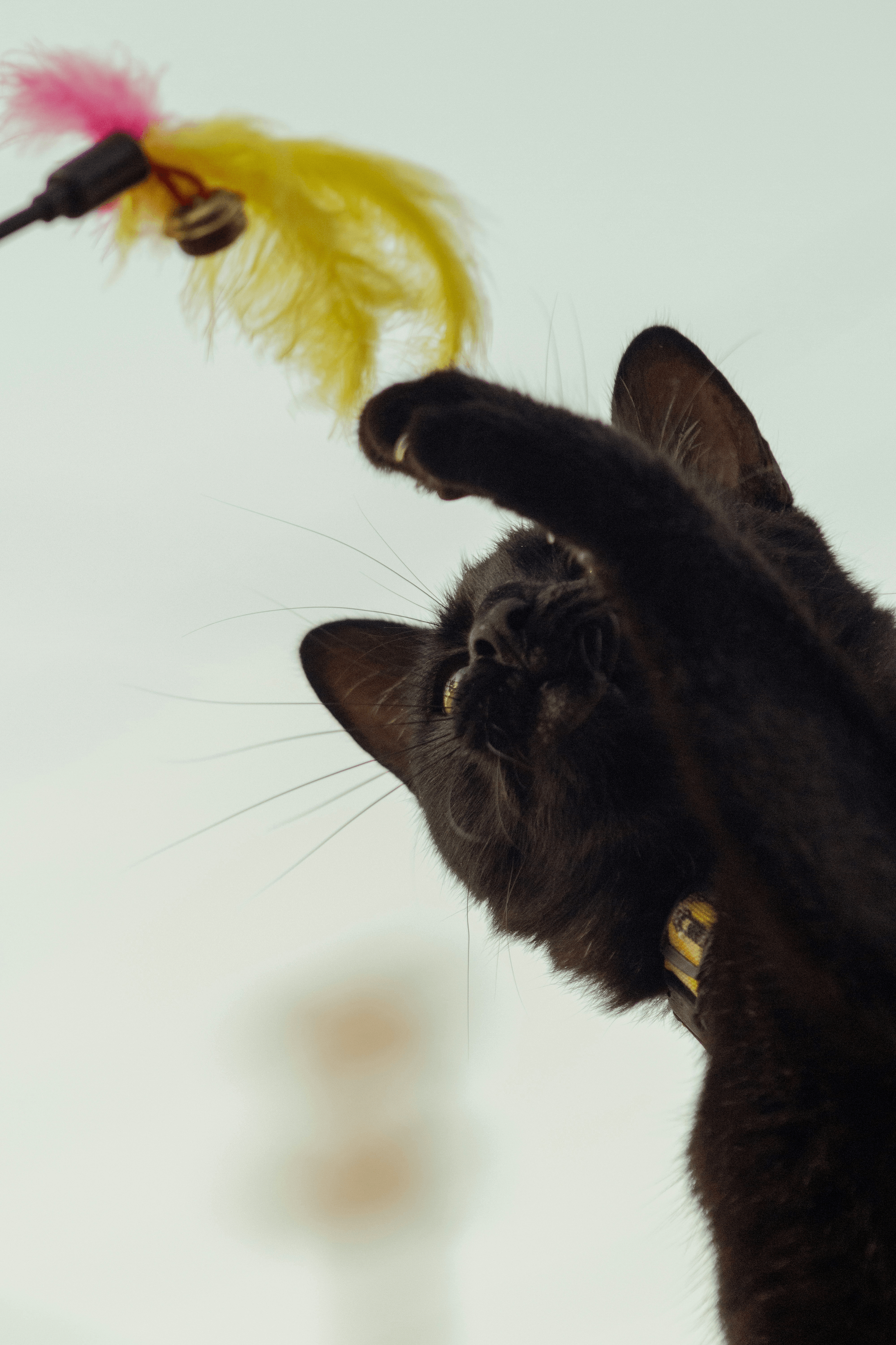 Self activated cat toys providing interactive play for cats