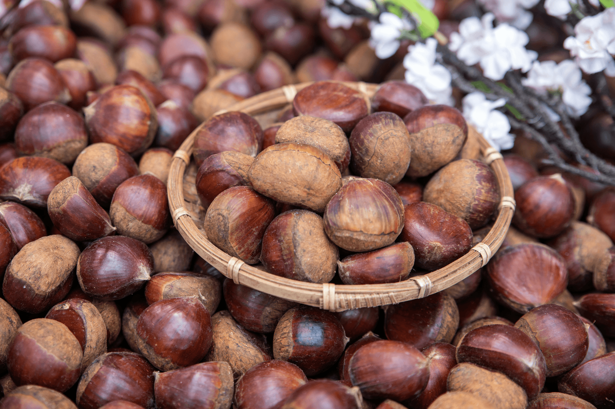 chestnuts