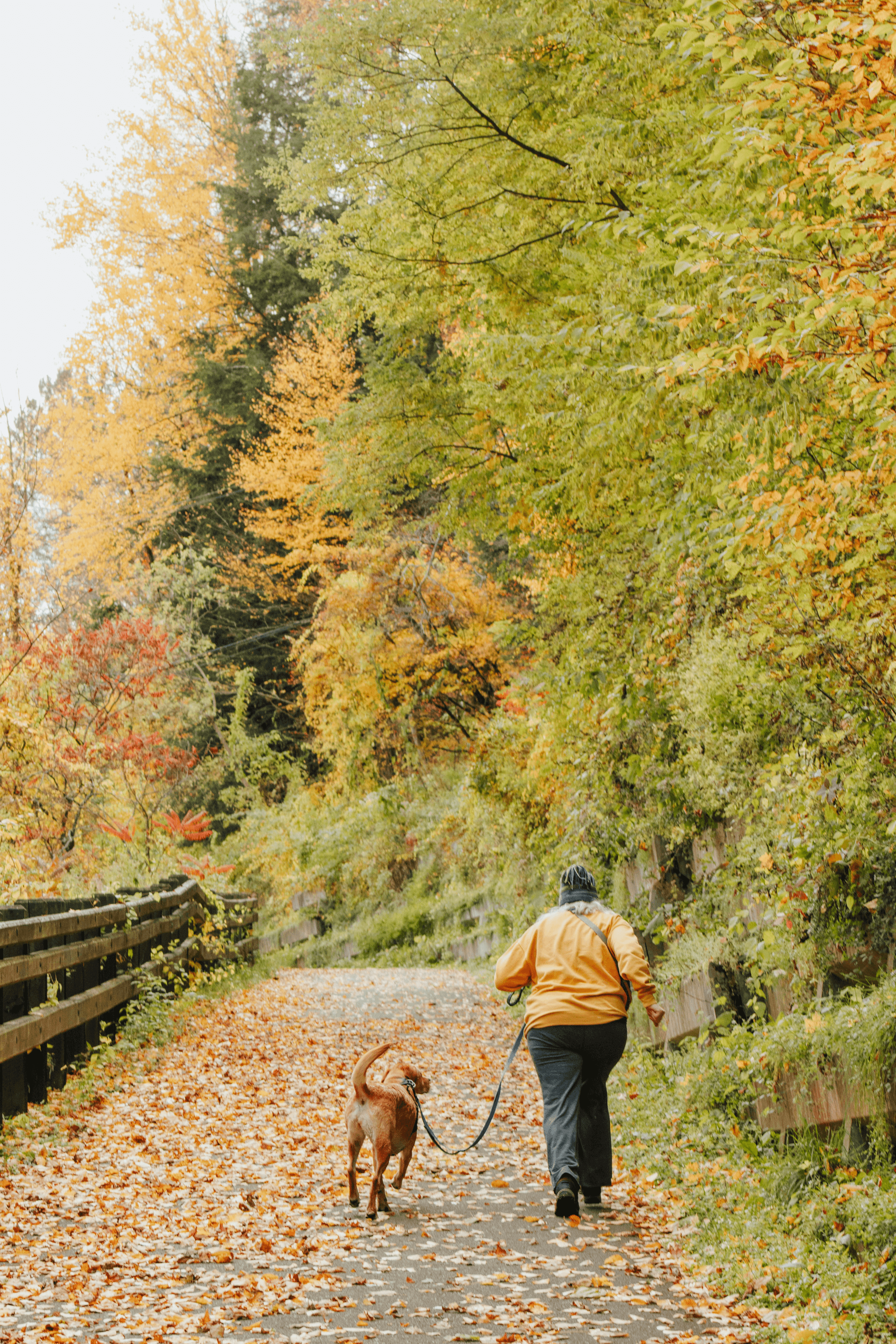 How to entertain dog while working from home