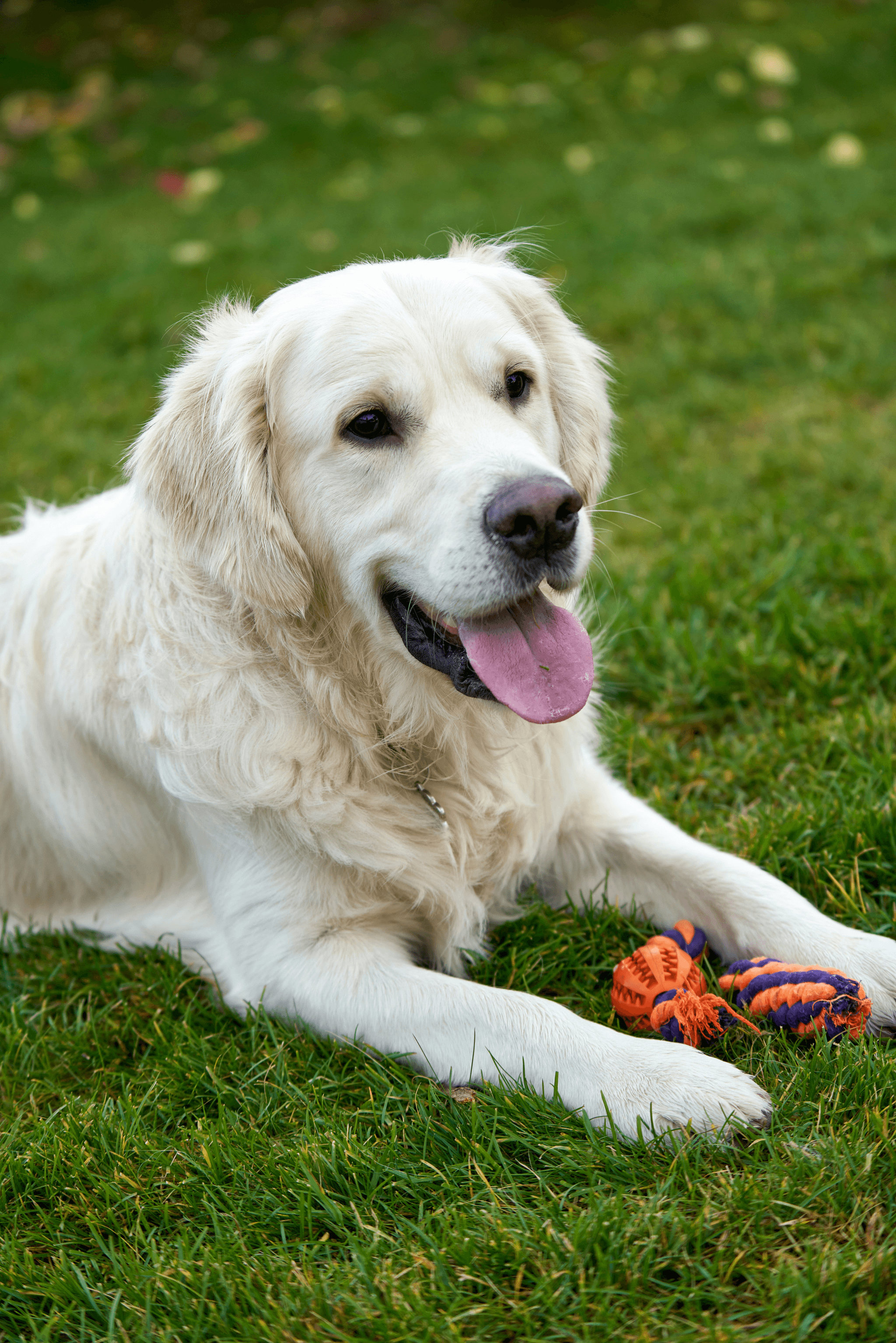 Golden retriever puppy having fun in the park while getting the right amount of exercise
