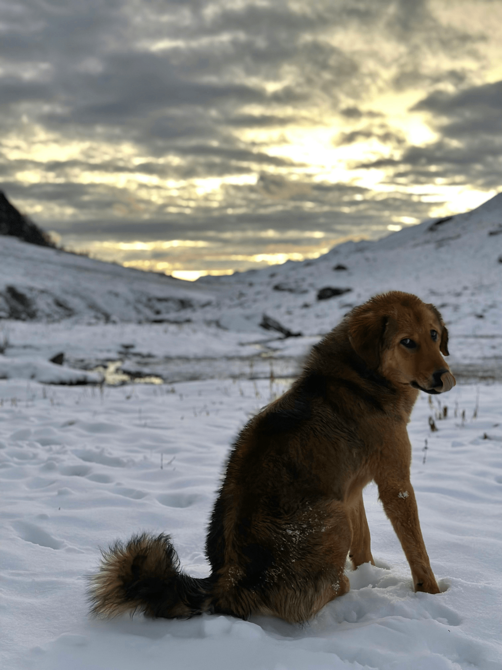 Tibetan Mastiff: Unique Dog from the Tibetan Plateau