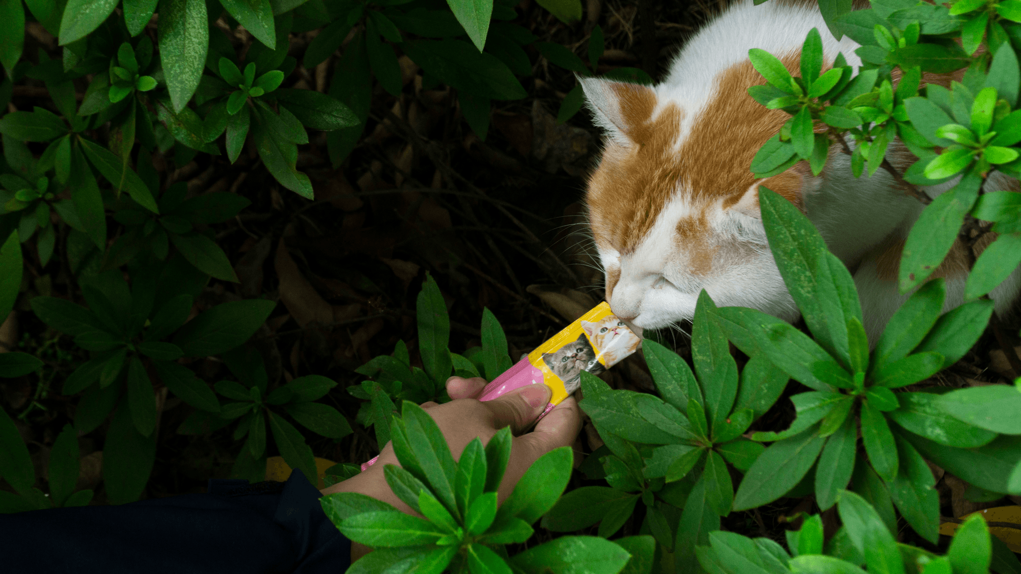 Interactive food dispenser automatic cat toys for when you are away