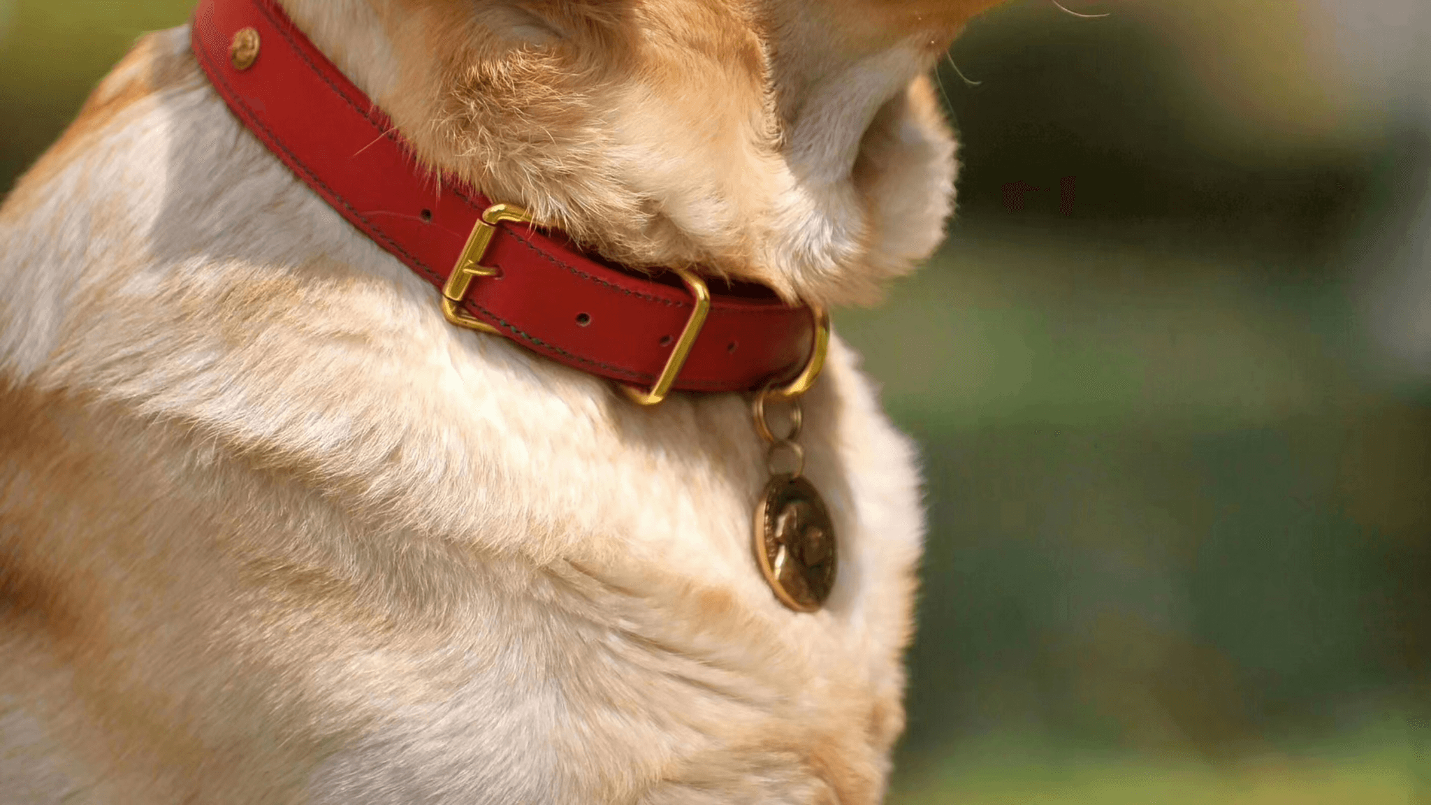 Best flea and tick collar for dogs