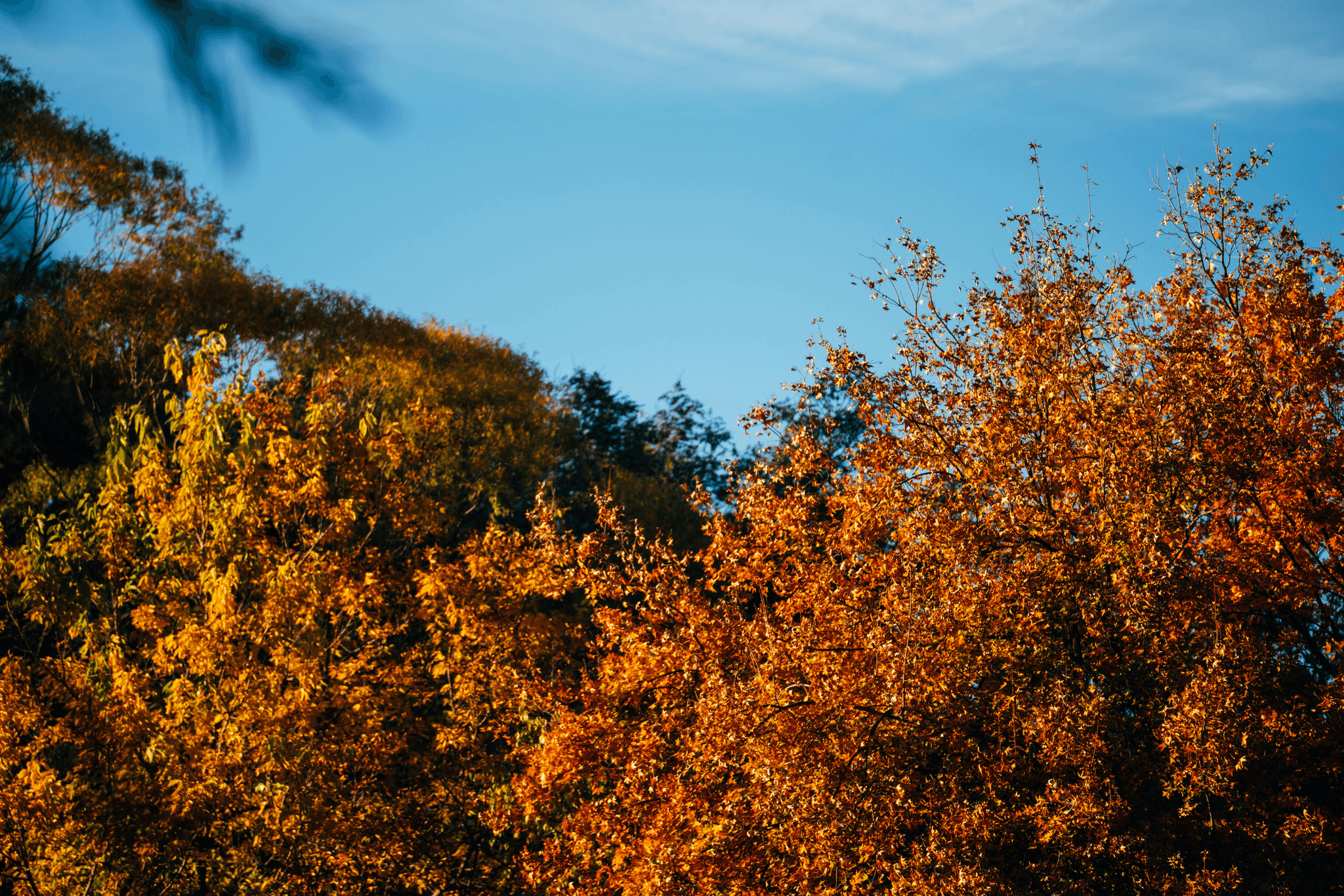 入秋保健懶人包：日夜溫差大，小心身體出小狀況！｜淺顯易懂的行醫筆記｜療寮診所．板橋江子翠｜家醫科診所．健保一般科