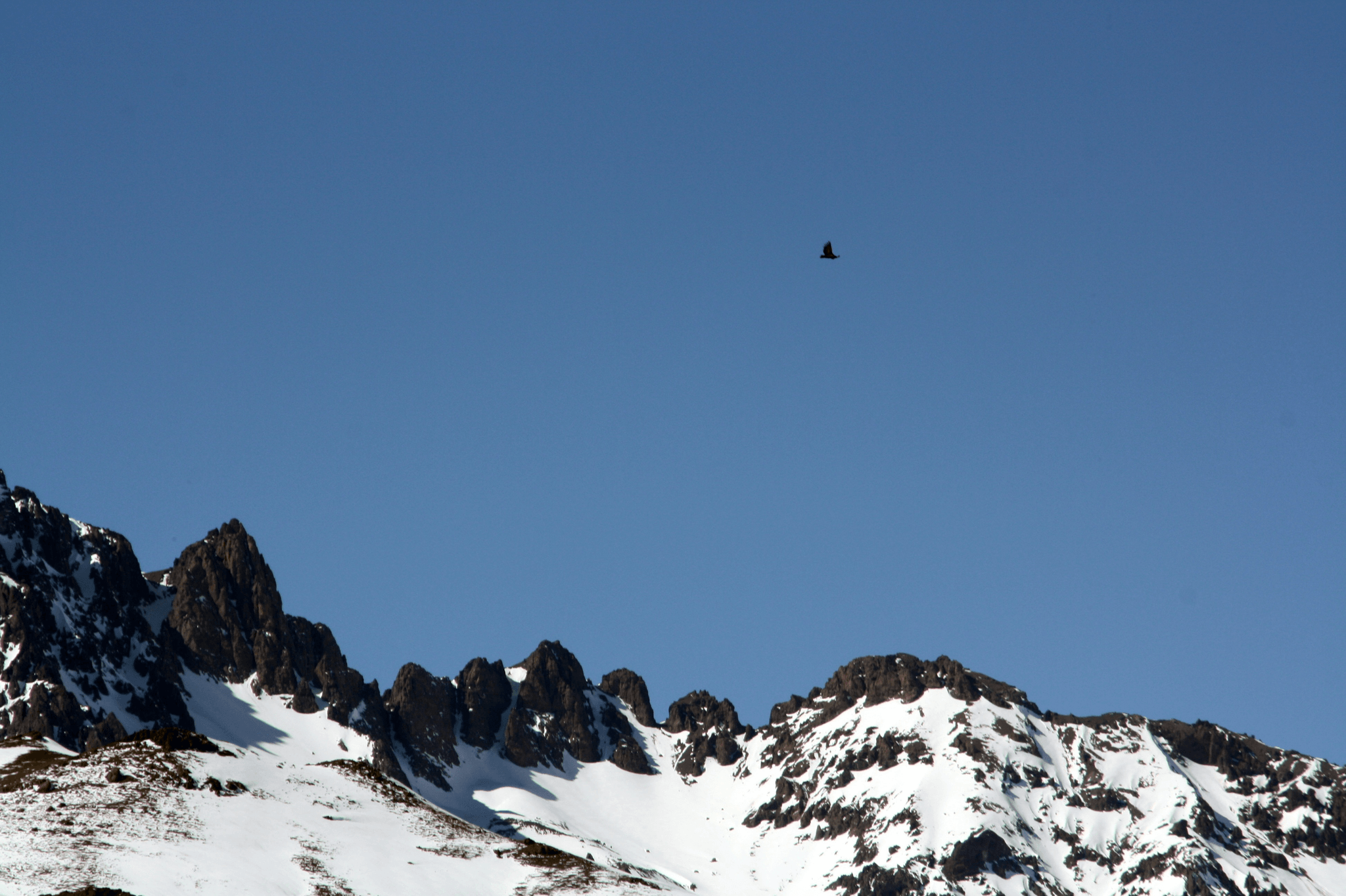 vulture bird soaring over stunning Tibetan landscape