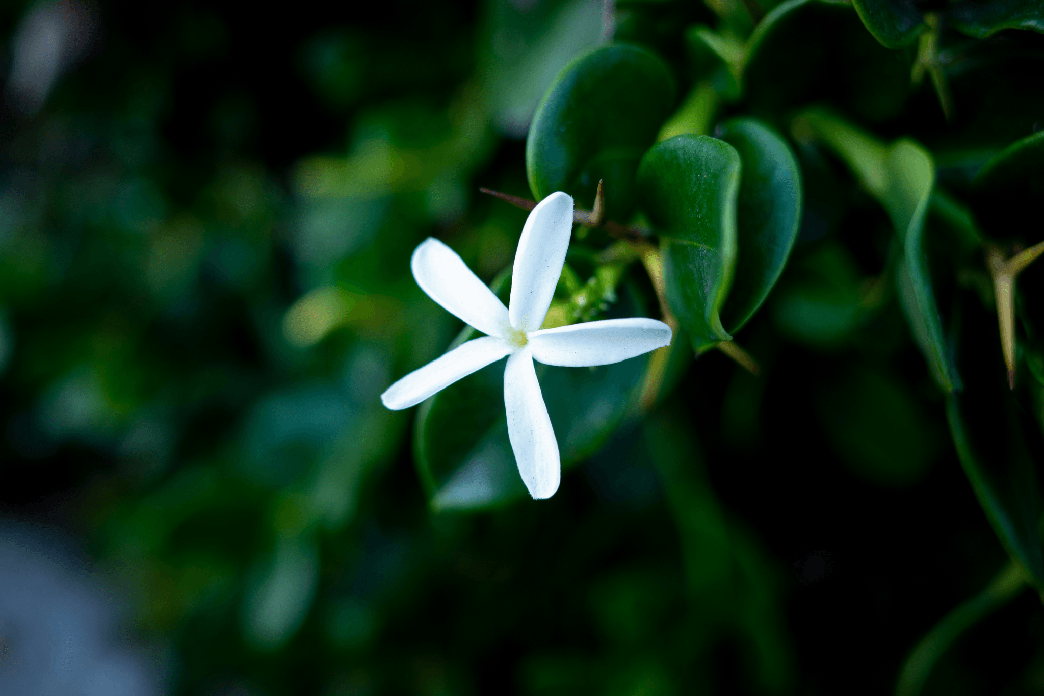 beautiful jasmine flowers that represent peace