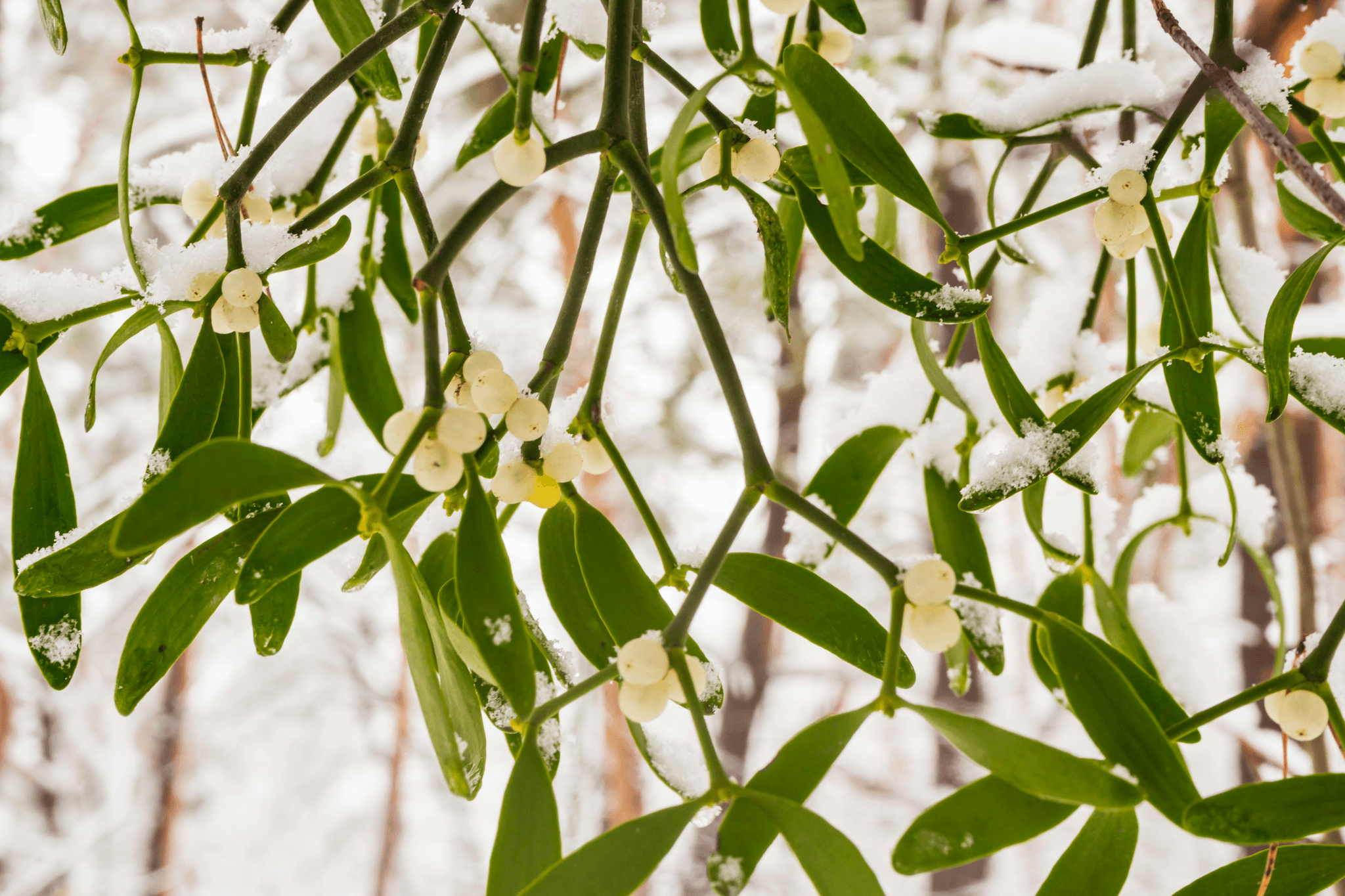 Mistletoe for nature journaling during christmas time