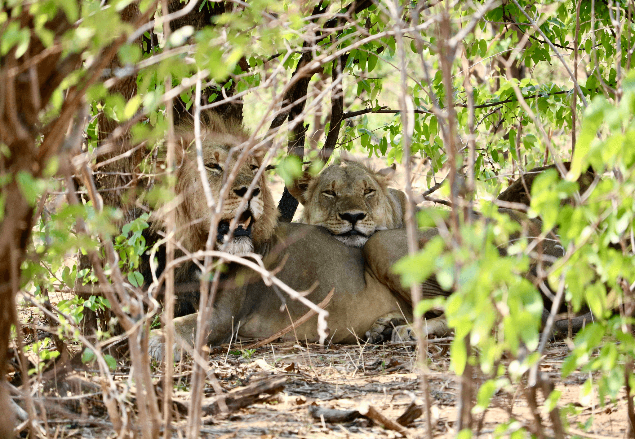 Discover the Essence of Africa Through Food and Wildlife Embark on Your Culinary Adventure The Big Burly Chef (TBBC) is a luxury culinary and adventure-travel brand that curates bespoke African safaris and global food-driven journeys. Blending world-class wildlife experiences, exceptional food & wine, and authentic local culture, TBBC designs intimate, high-touch adventures for curious, discerning travelers. Tagline: Where Wild Places Meet Great Food Value Proposition: TBBC offers fully customized, small-group and private experiences that balance adventure and comfort—pairing iconic wildlife encounters with meaningful cultural connection, wellness elements, and unforgettable dining. With deep on-the-ground expertise across Africa, TBBC handles every detail seamlessly, allowing guests to travel confidently, comfortably, and with purpose.