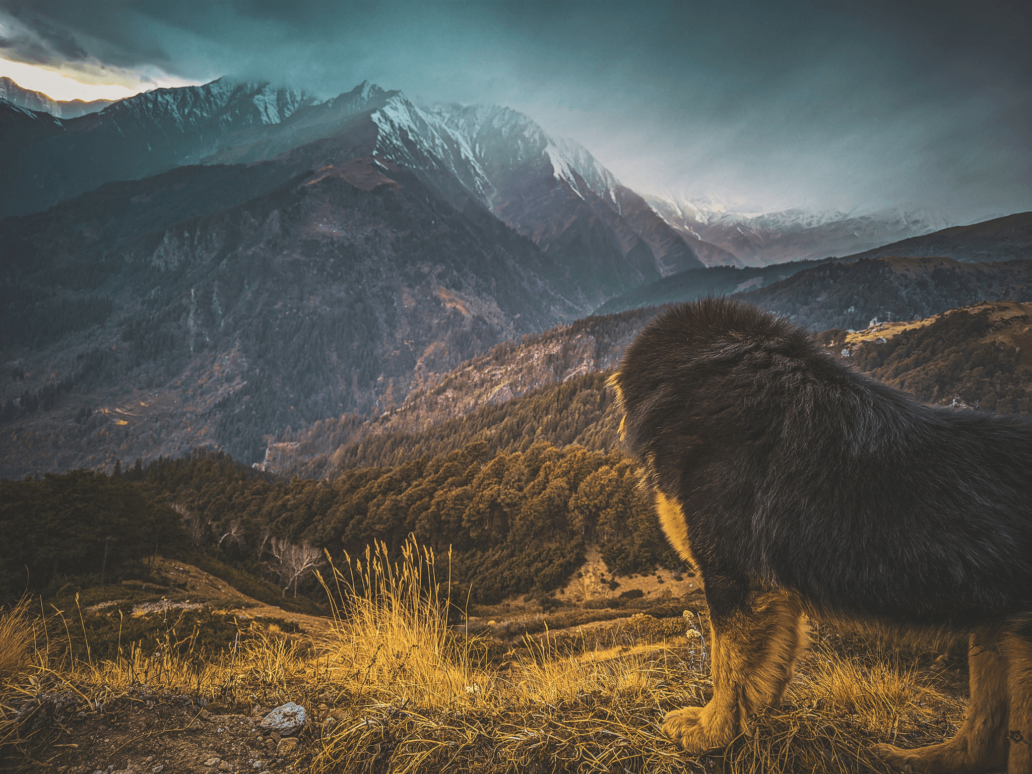 mastin tibetano guarding the highlands