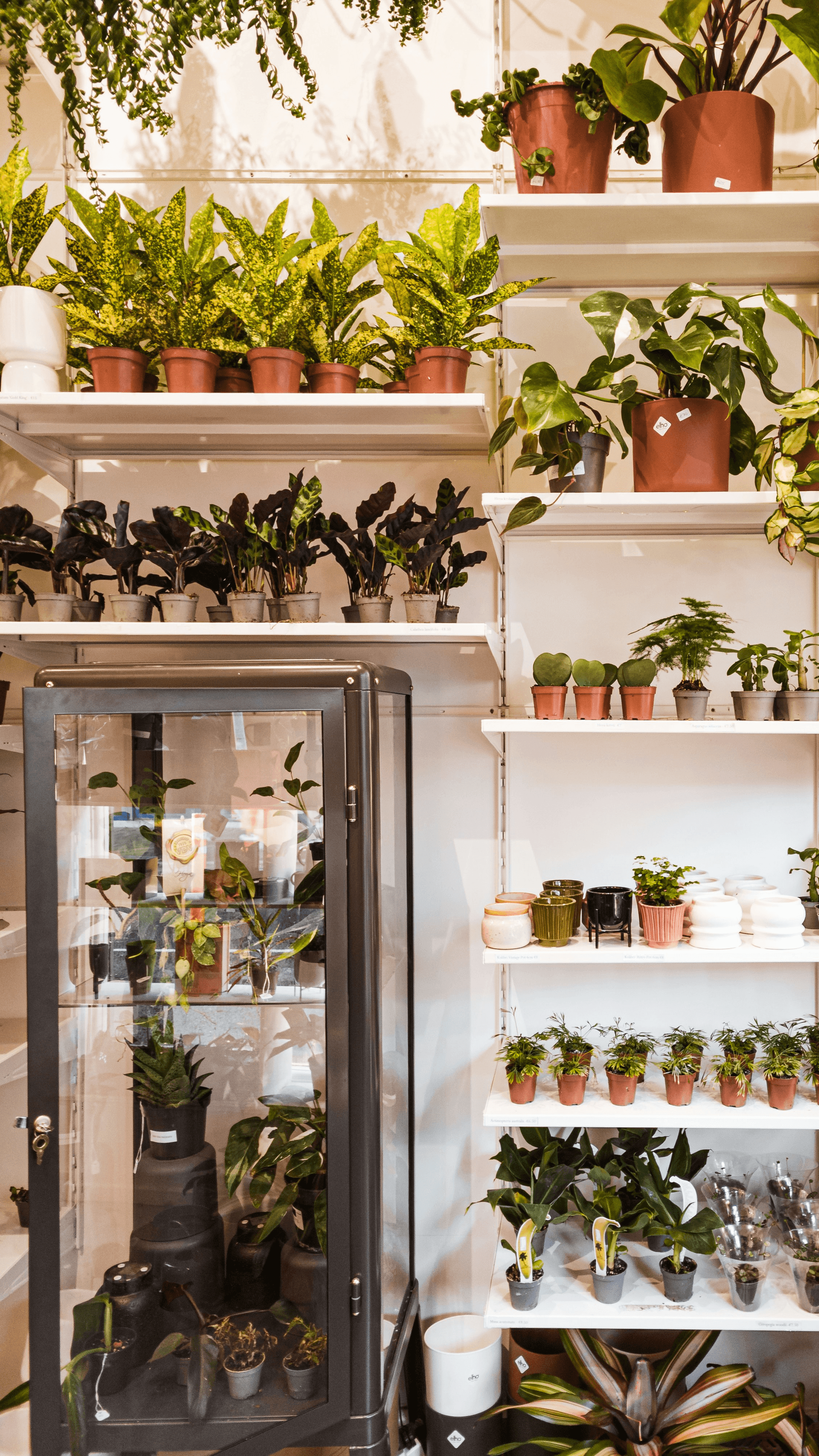 flower cooler temperature maintained with vibrant blooms