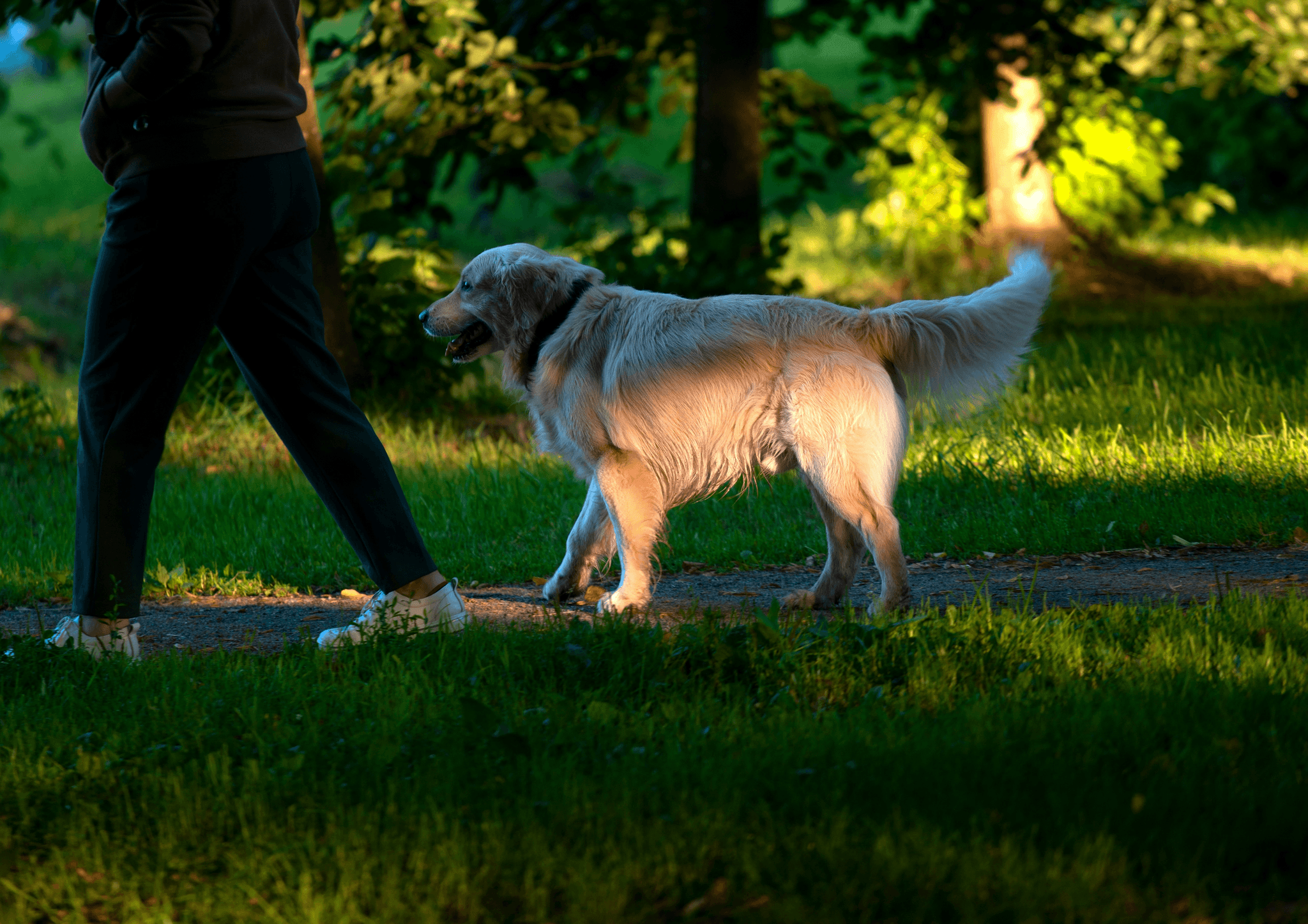 Senior Dog Exercise - Gentle Stroll in the Park