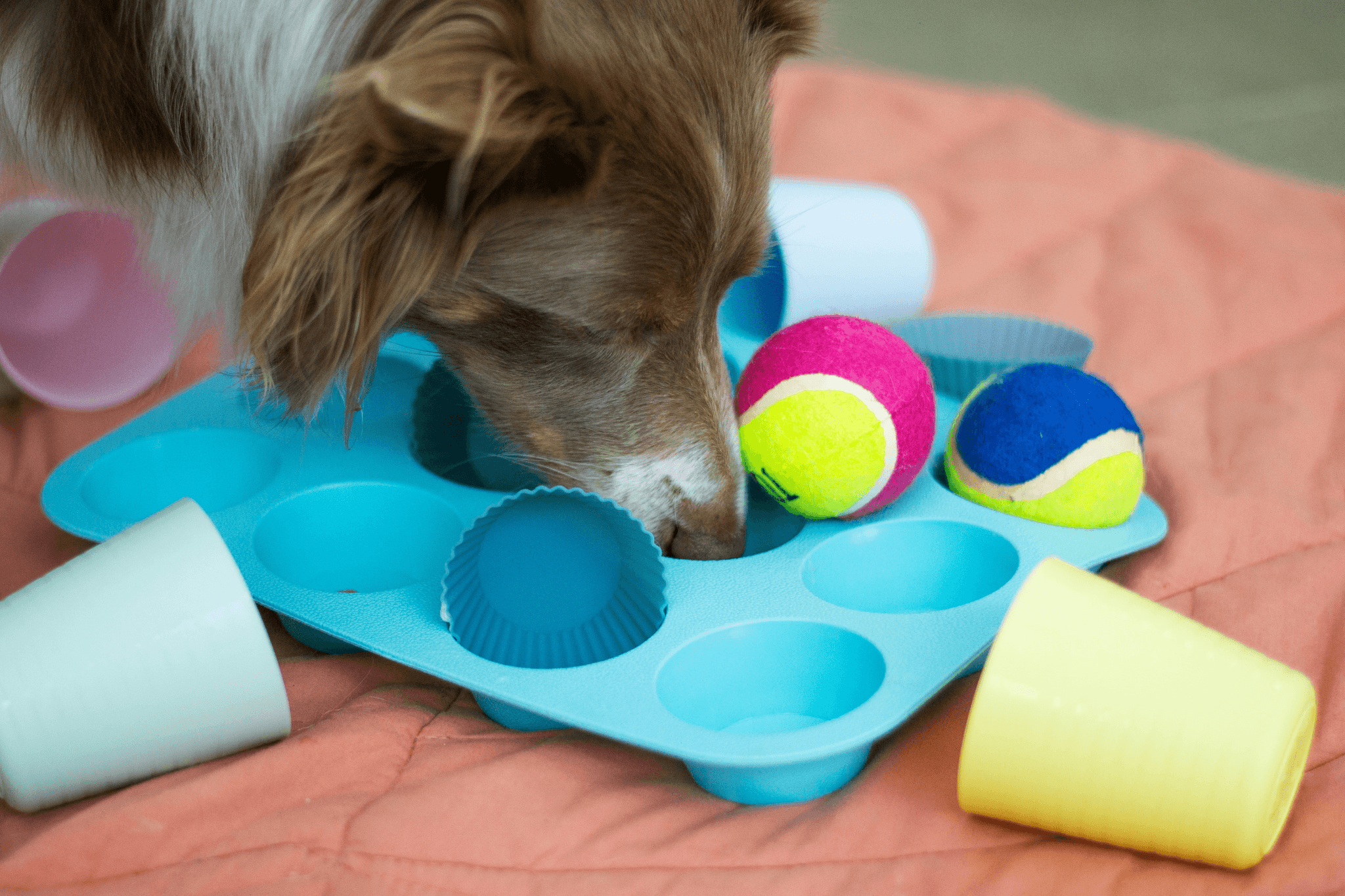 Do I need to entertain my dog all day?