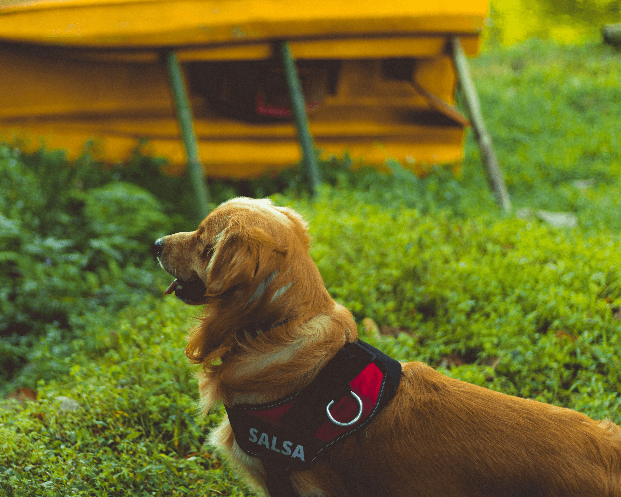 Bark collar options for training.