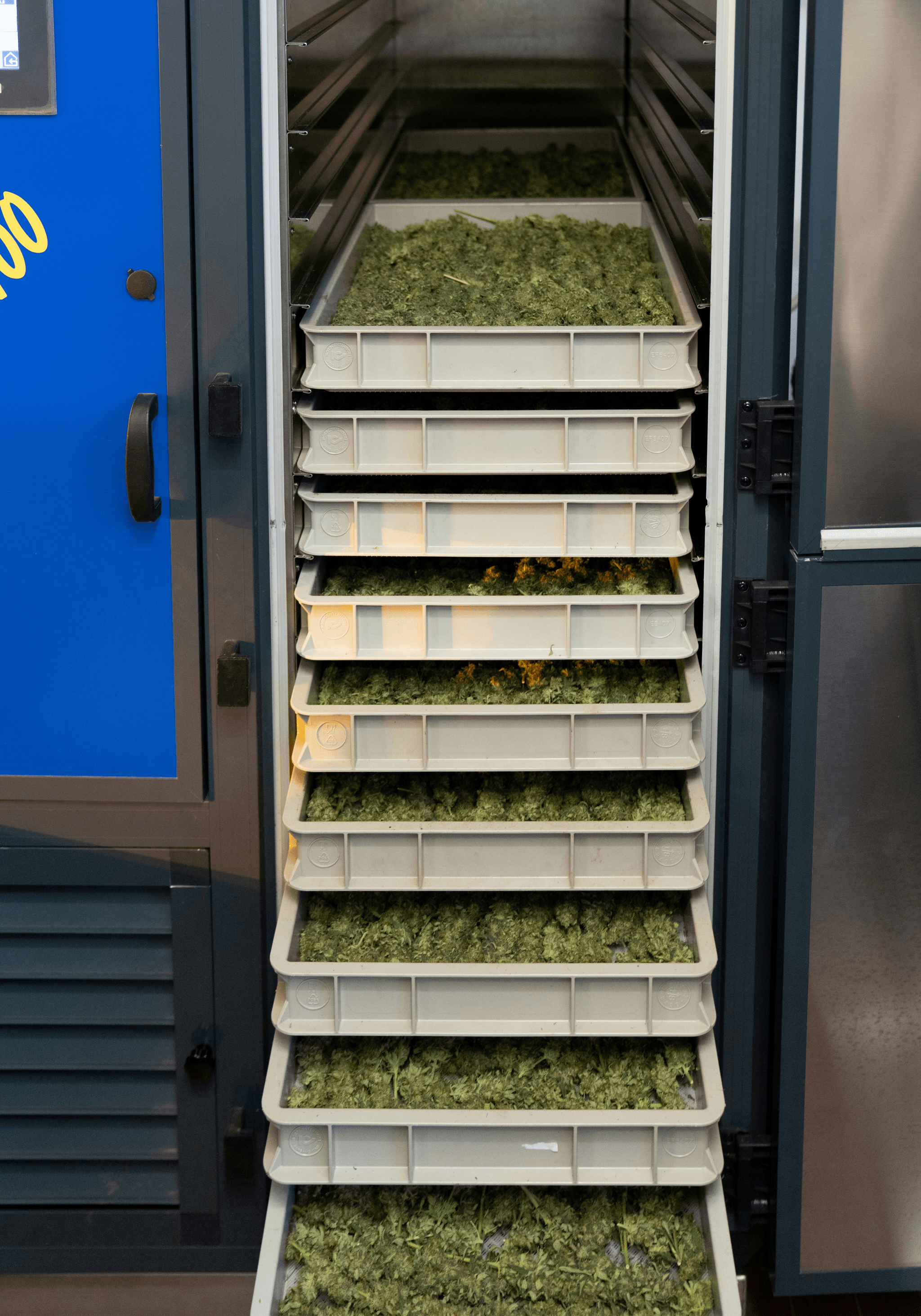 freshly prepared ingredients being processed into high-quality freeze dried vegetables