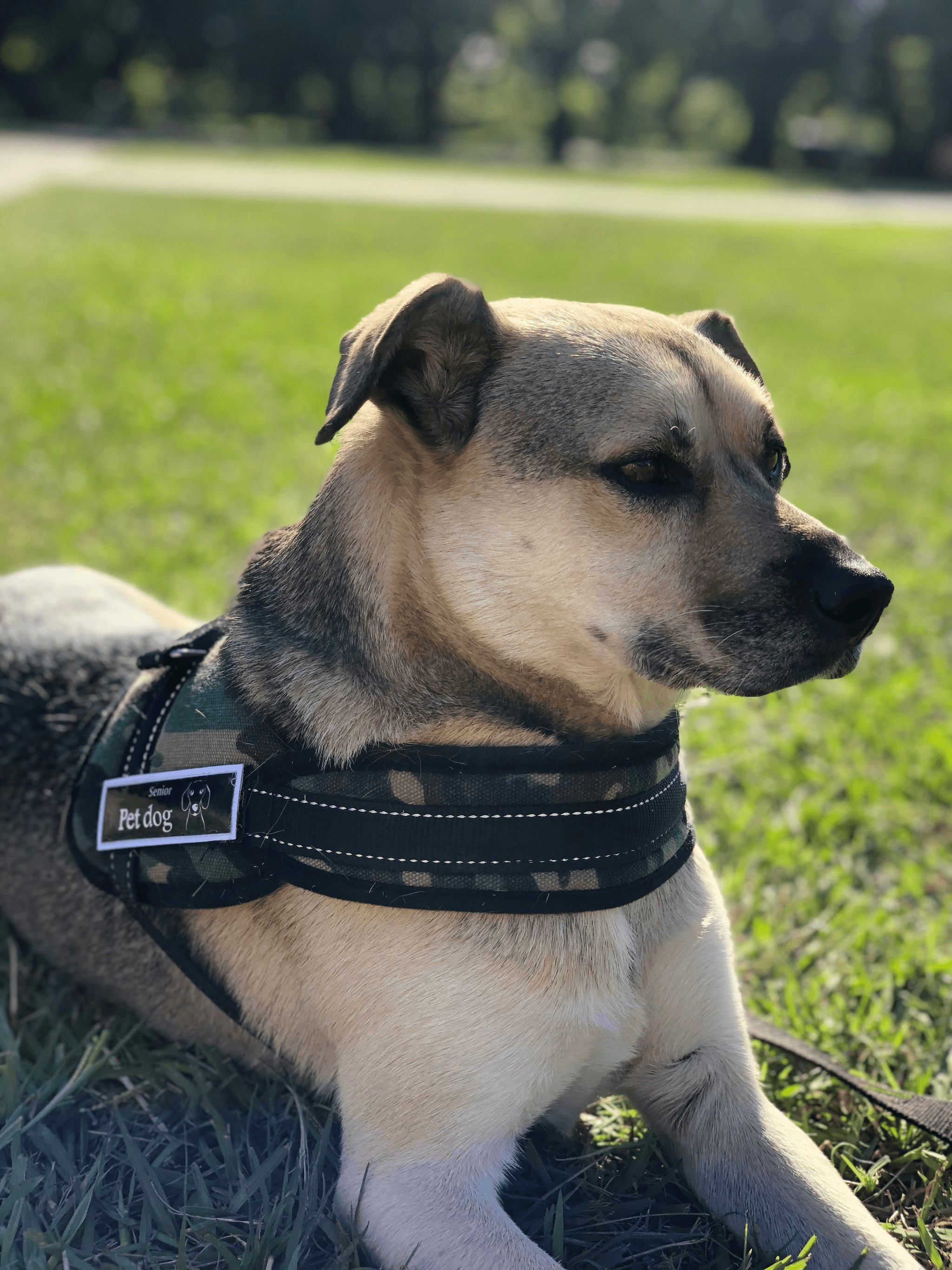 SportDog bark collar training with happy dog