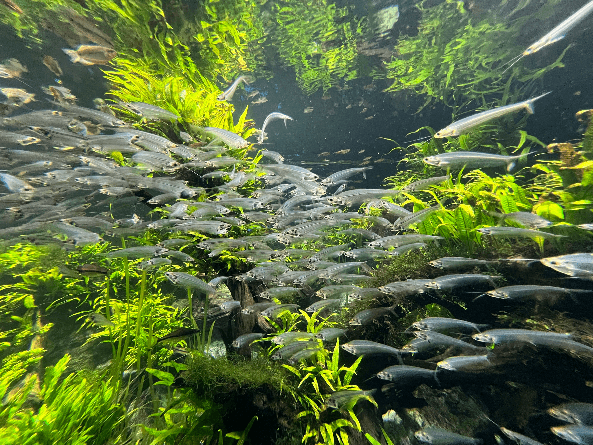 魚缸安裝及造景設計