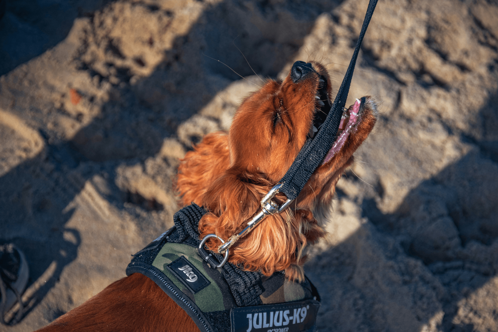 Puppy bark collar used for safe outdoor training