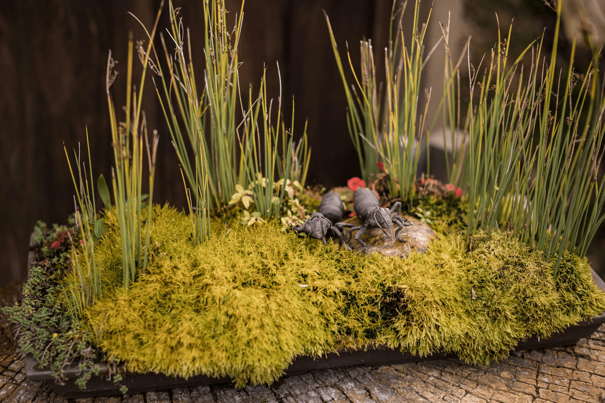 where to buy preserved moss for home decor