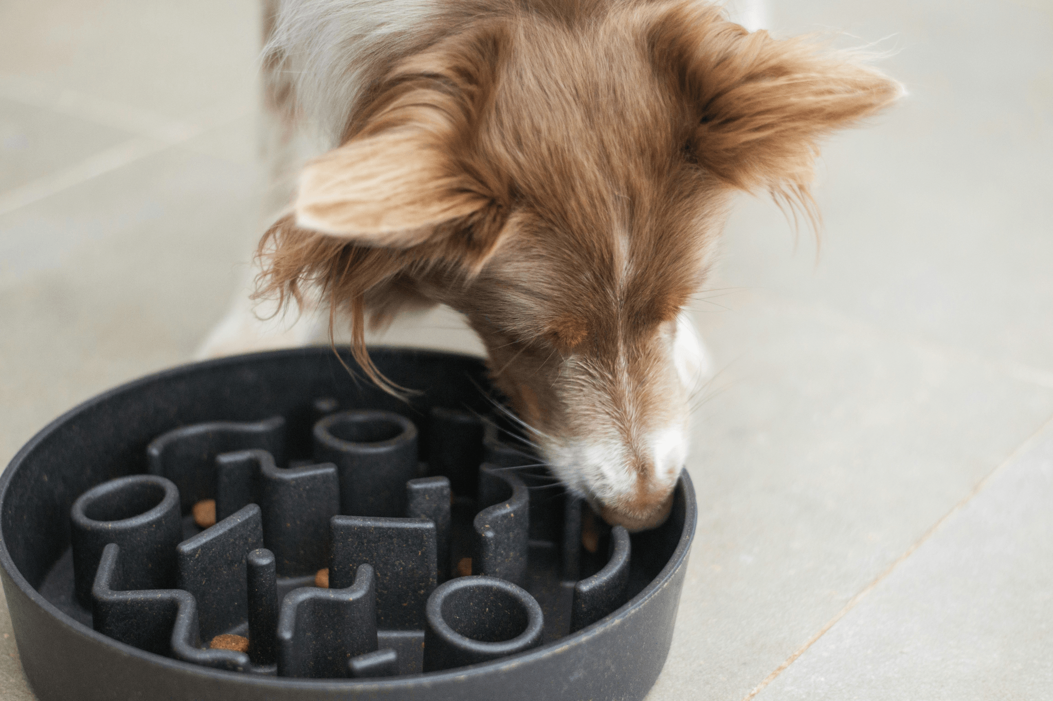 DIY sniffing game for dogs