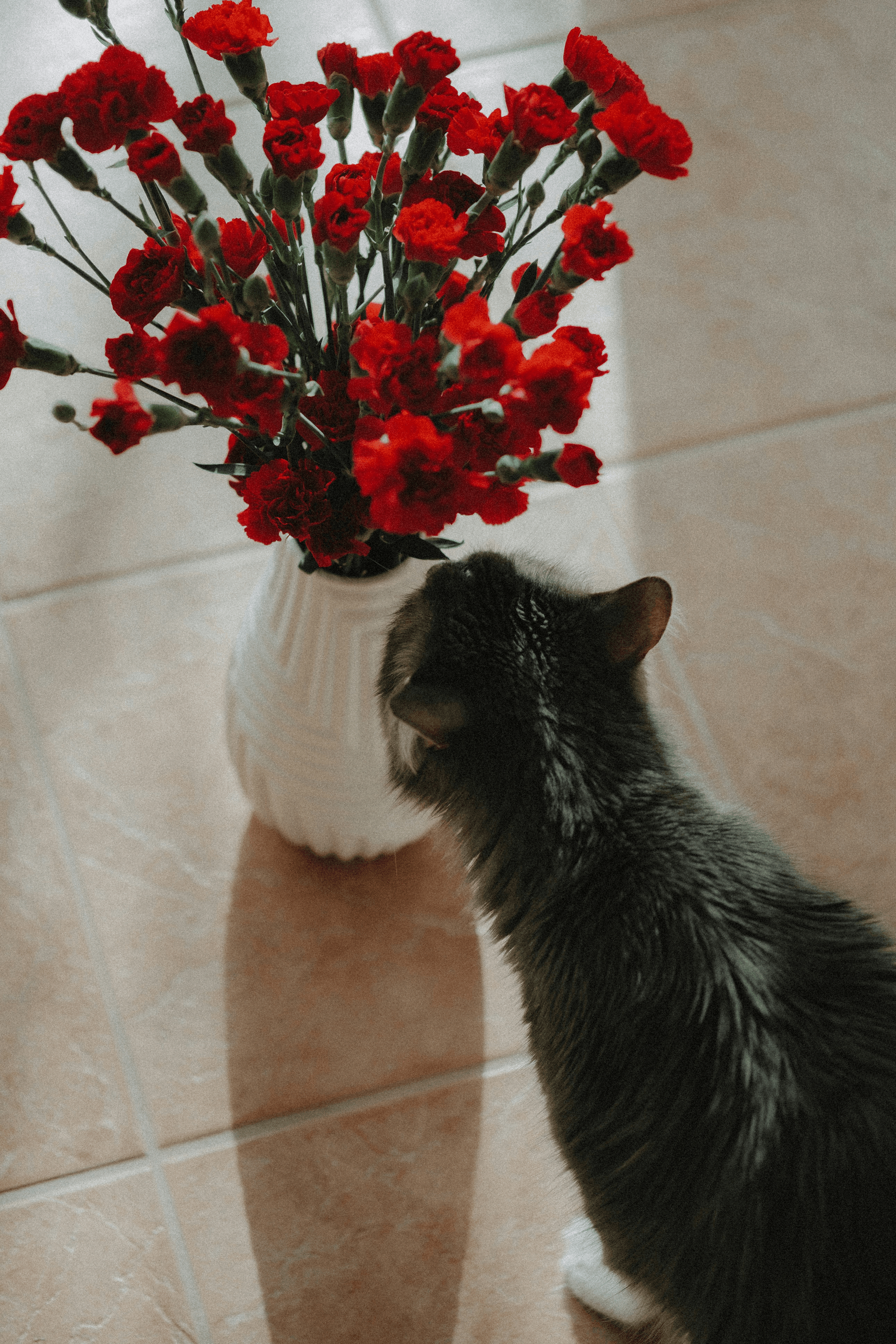 are dried flowers toxic to cats