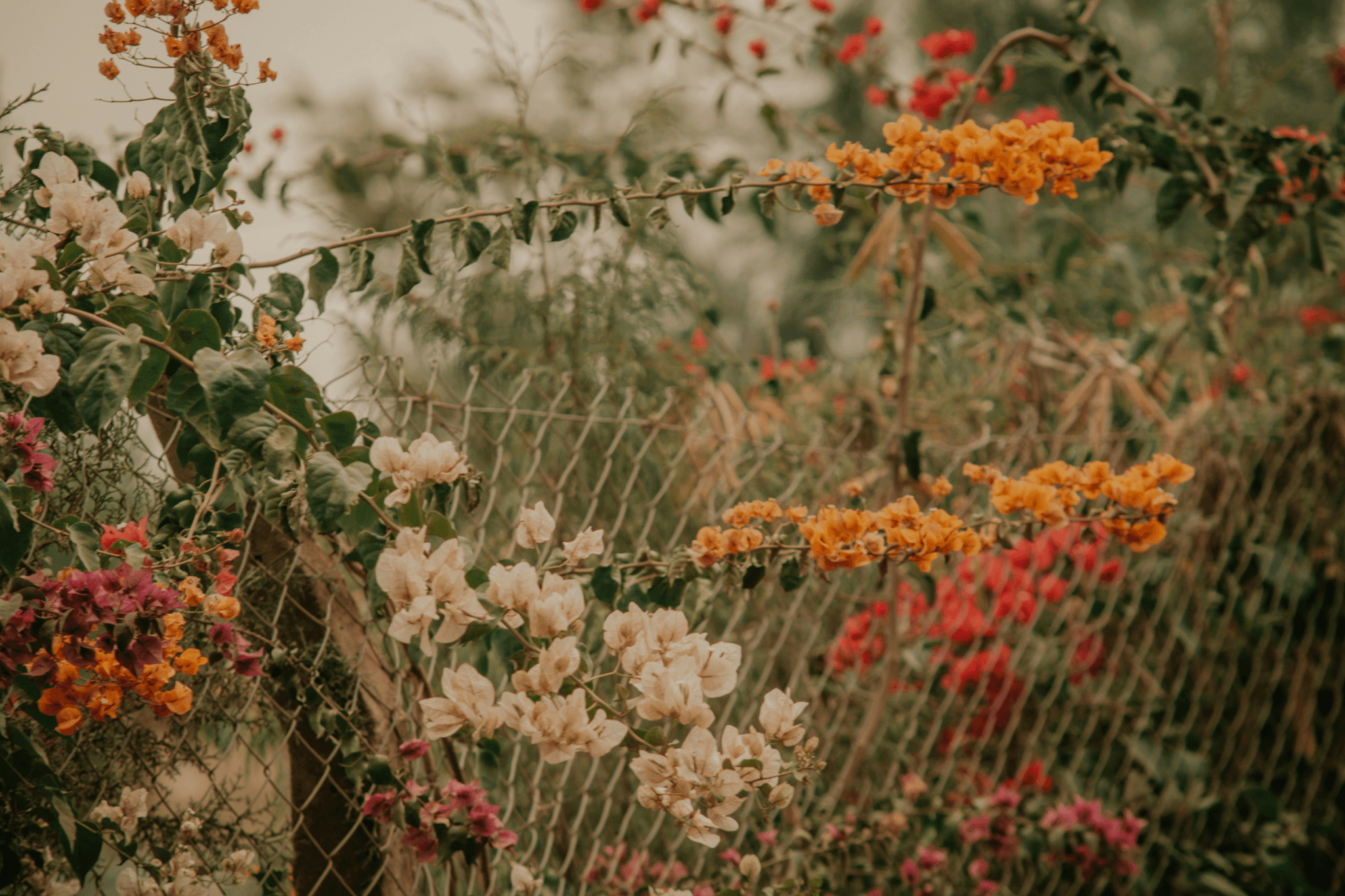 inexpensive fencing ideas transforming plain fences