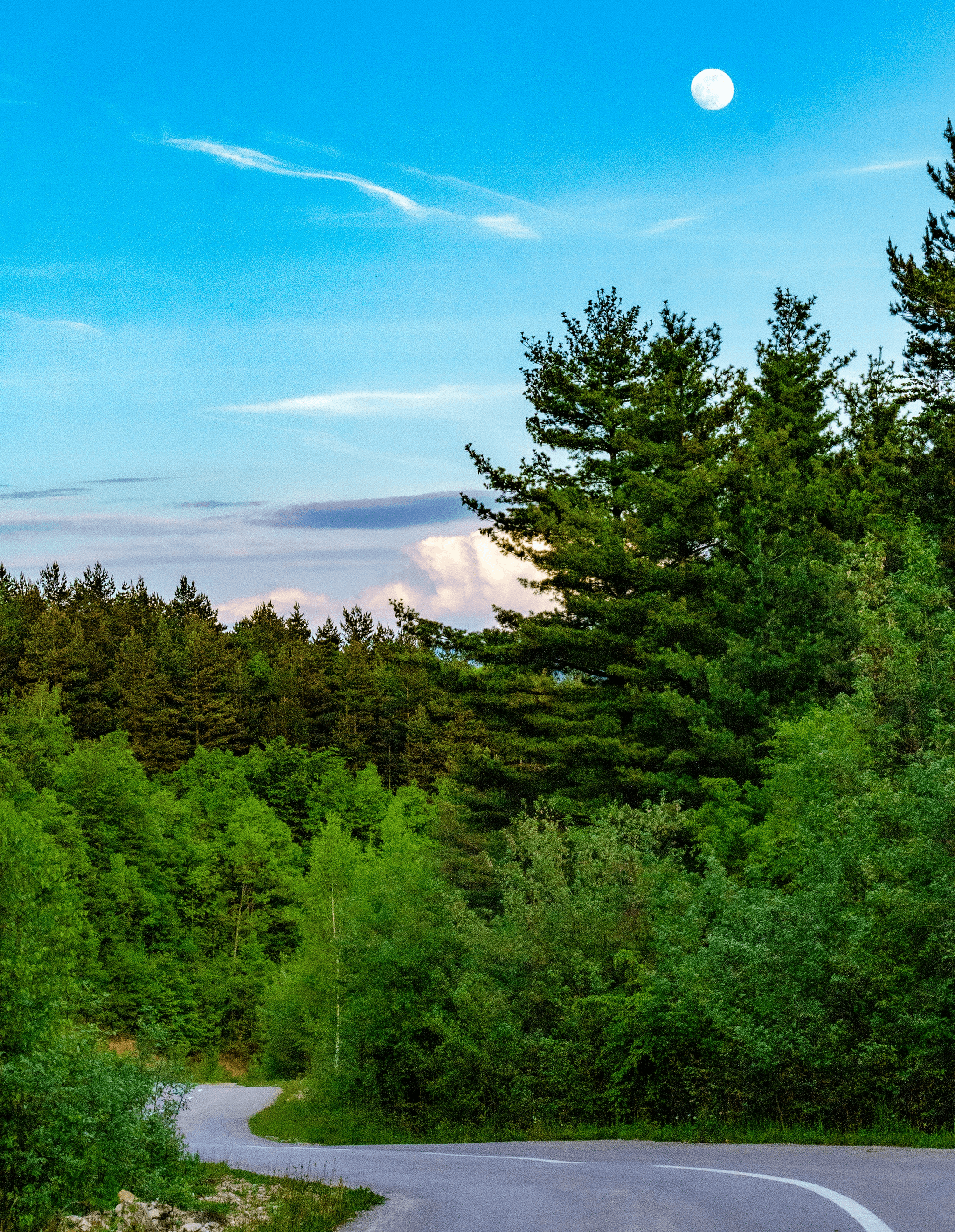 Softwood And Hardwood forest transition image showing diverse wood sources