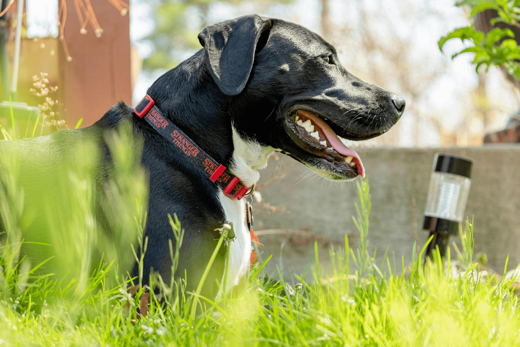 Big dog wearing bark collar.